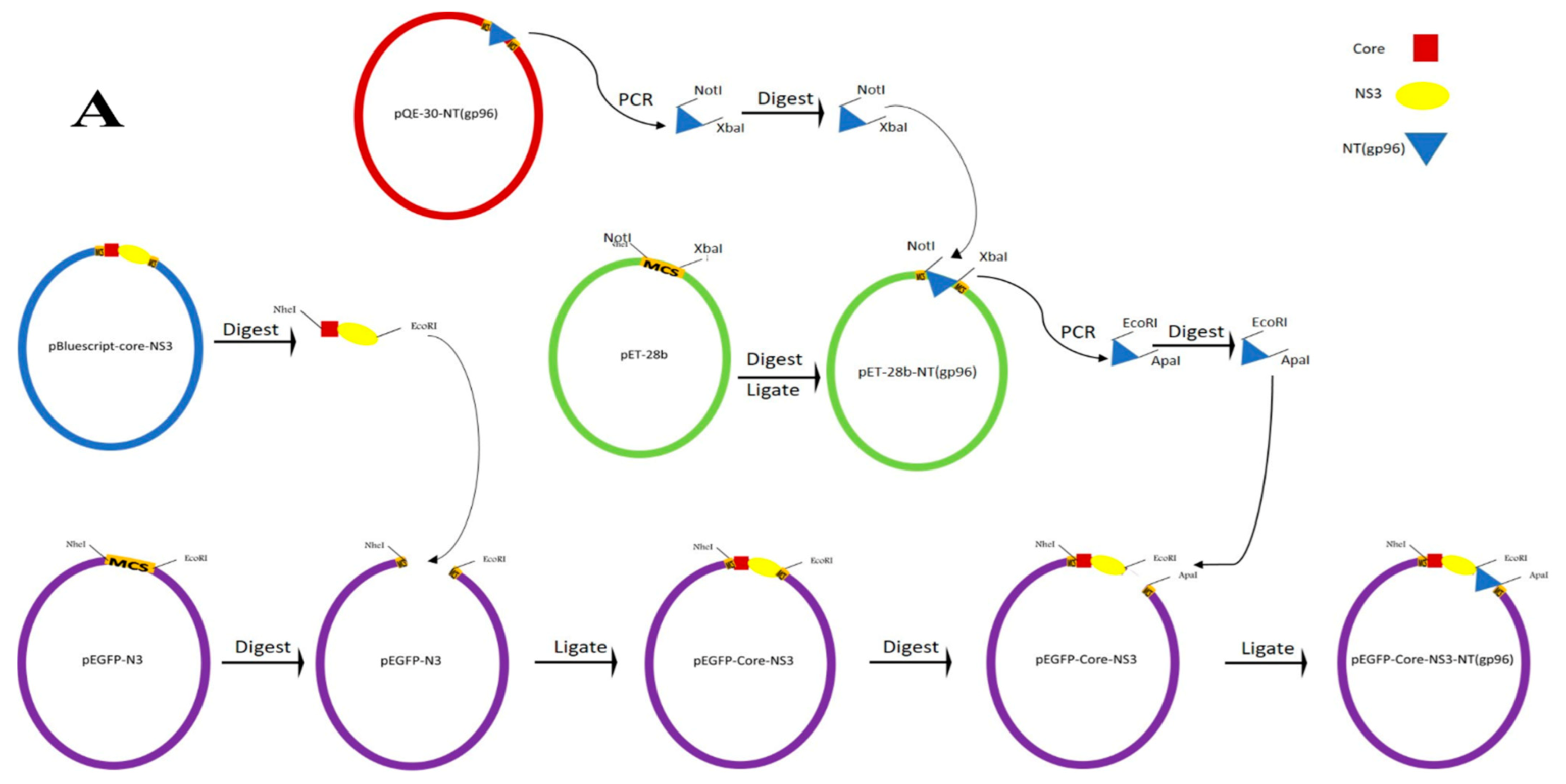 Vaccines 09 00215 g001a