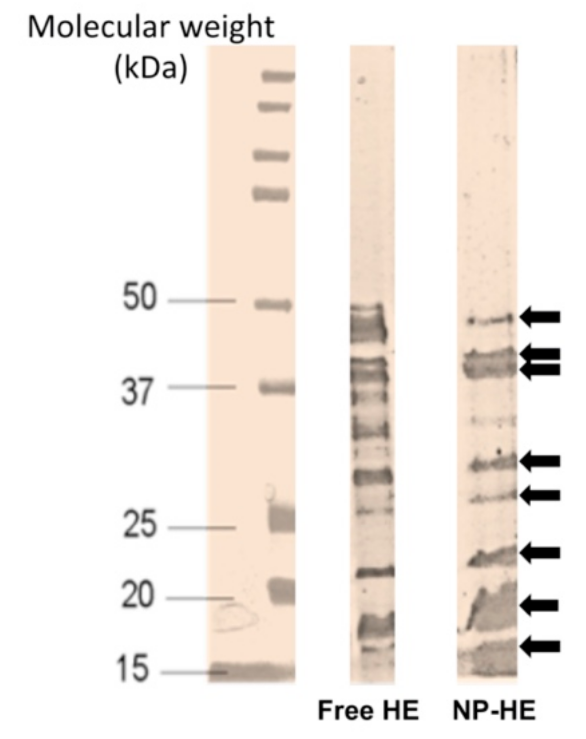Vaccines 09 00216 g001 Vaccines 09 00216 g001