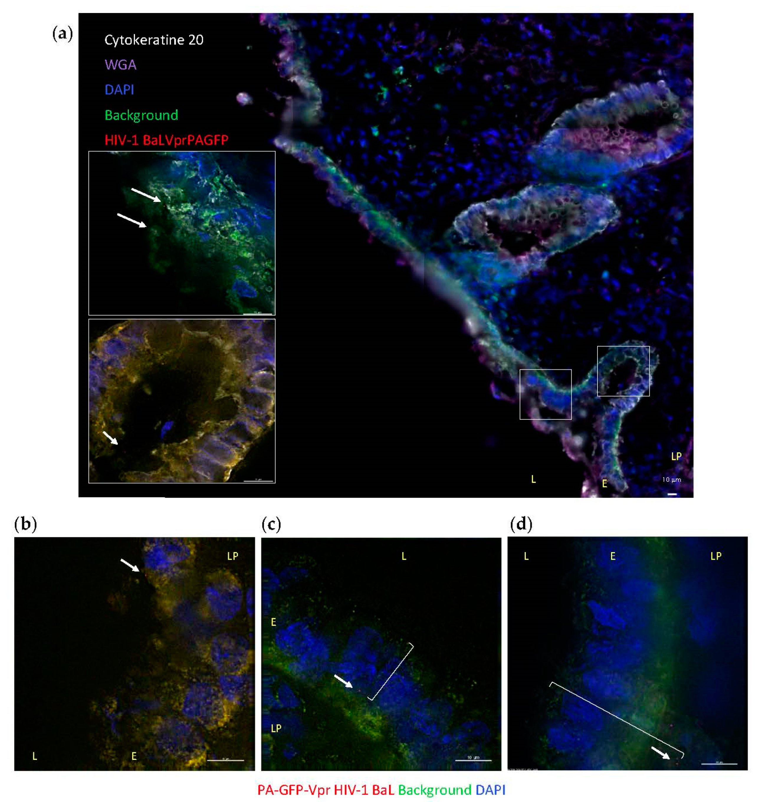Vaccines 09 00231 g002