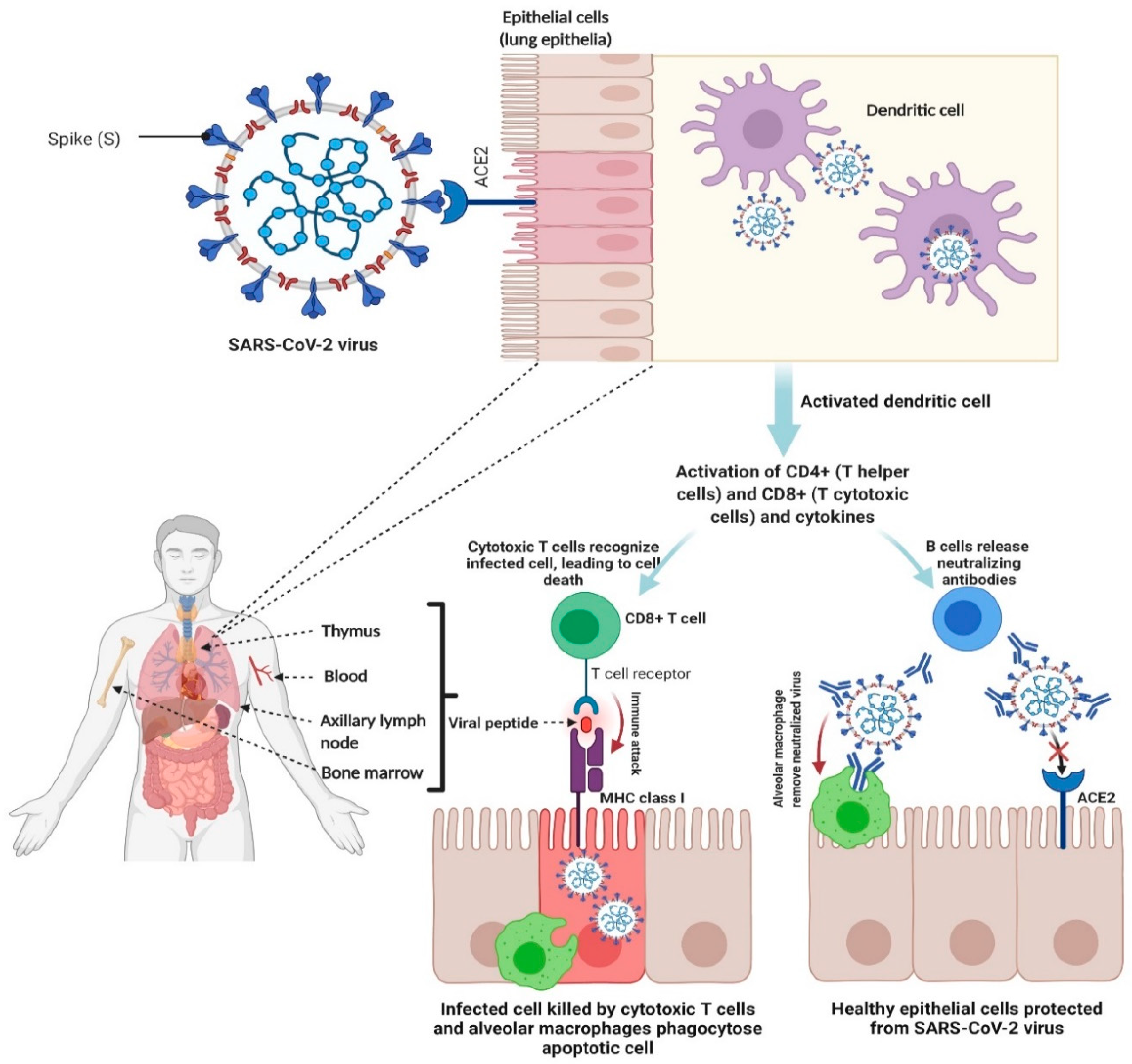 Vaccines 09 00241 g001