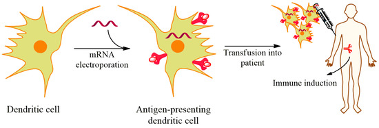 Vaccines Free Full Text An Overview On The Development Of Mrna Based Vaccines And Their Formulation Strategies For Improved Antigen Expression In Vivo Html