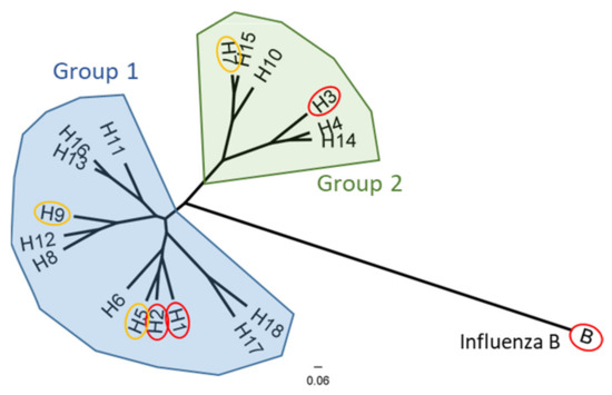 Vaccines Free Full Text Strategies Targeting Hemagglutinin As A Universal Influenza Vaccine Html