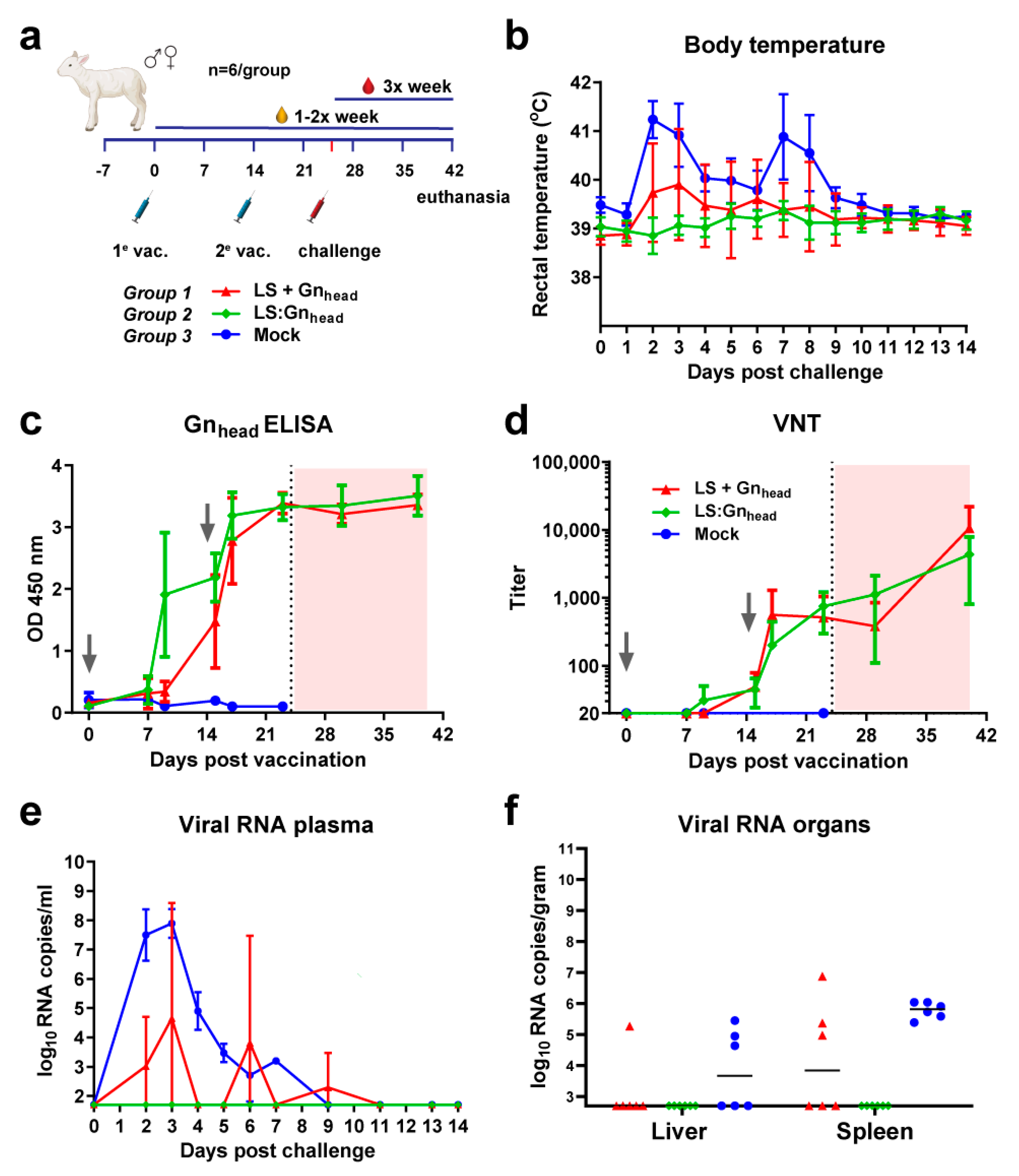 protein scaffold for bacterial vaccine protein scaffold for bacterial vaccine