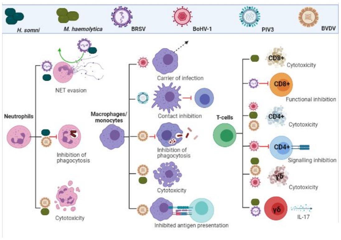 Vaccines 09 00337 g002