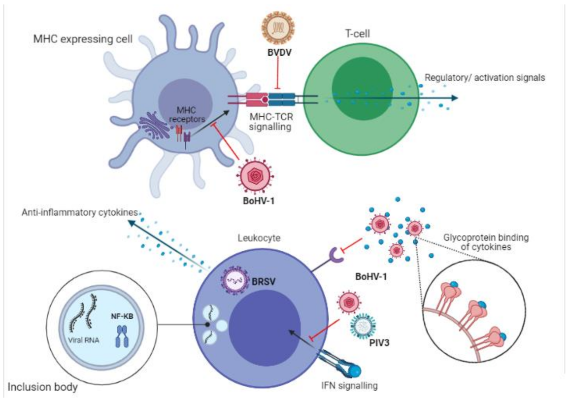 Vaccines 09 00337 g003