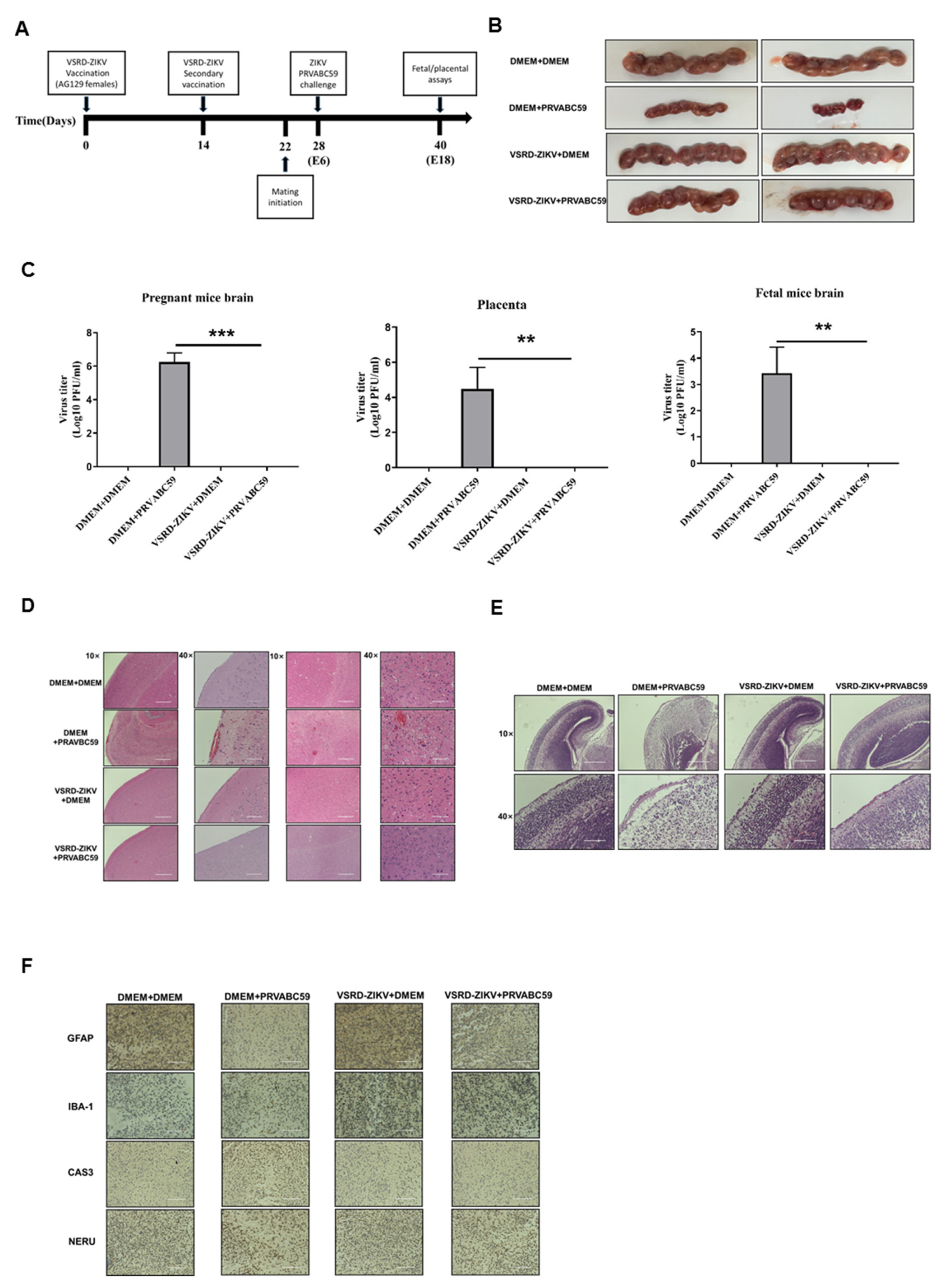 Vaccines 09 00338 g004 Vaccines 09 00338 g004