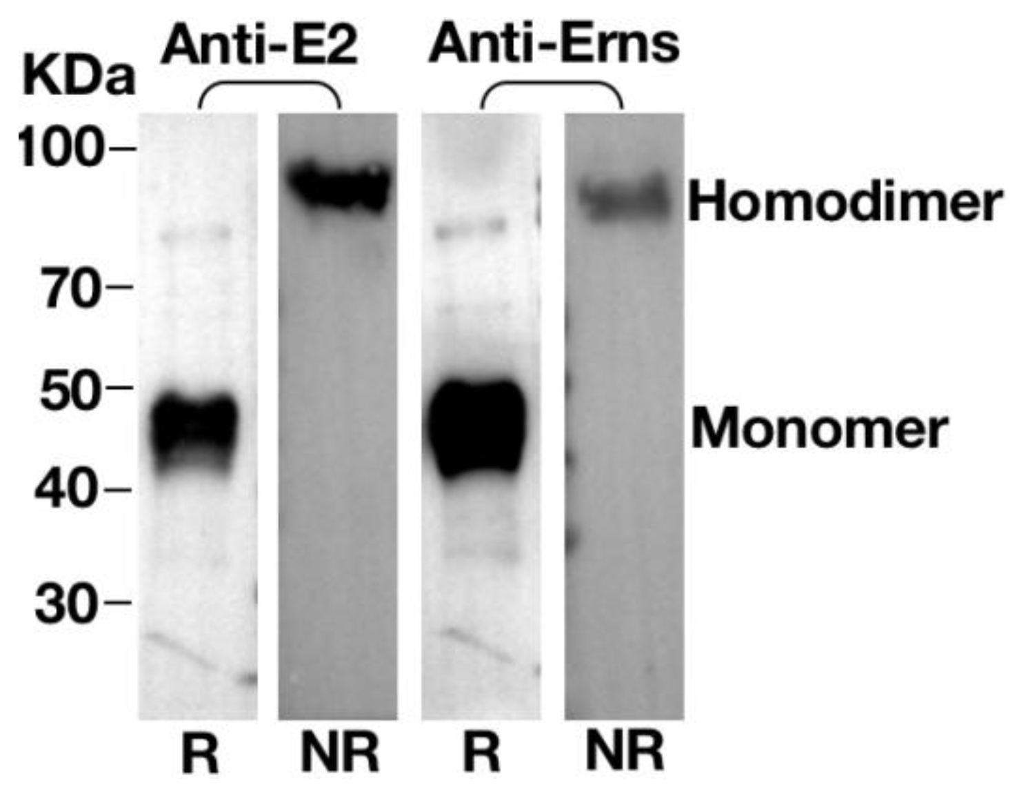 Vaccines 09 00350 g005 Vaccines 09 00350 g005