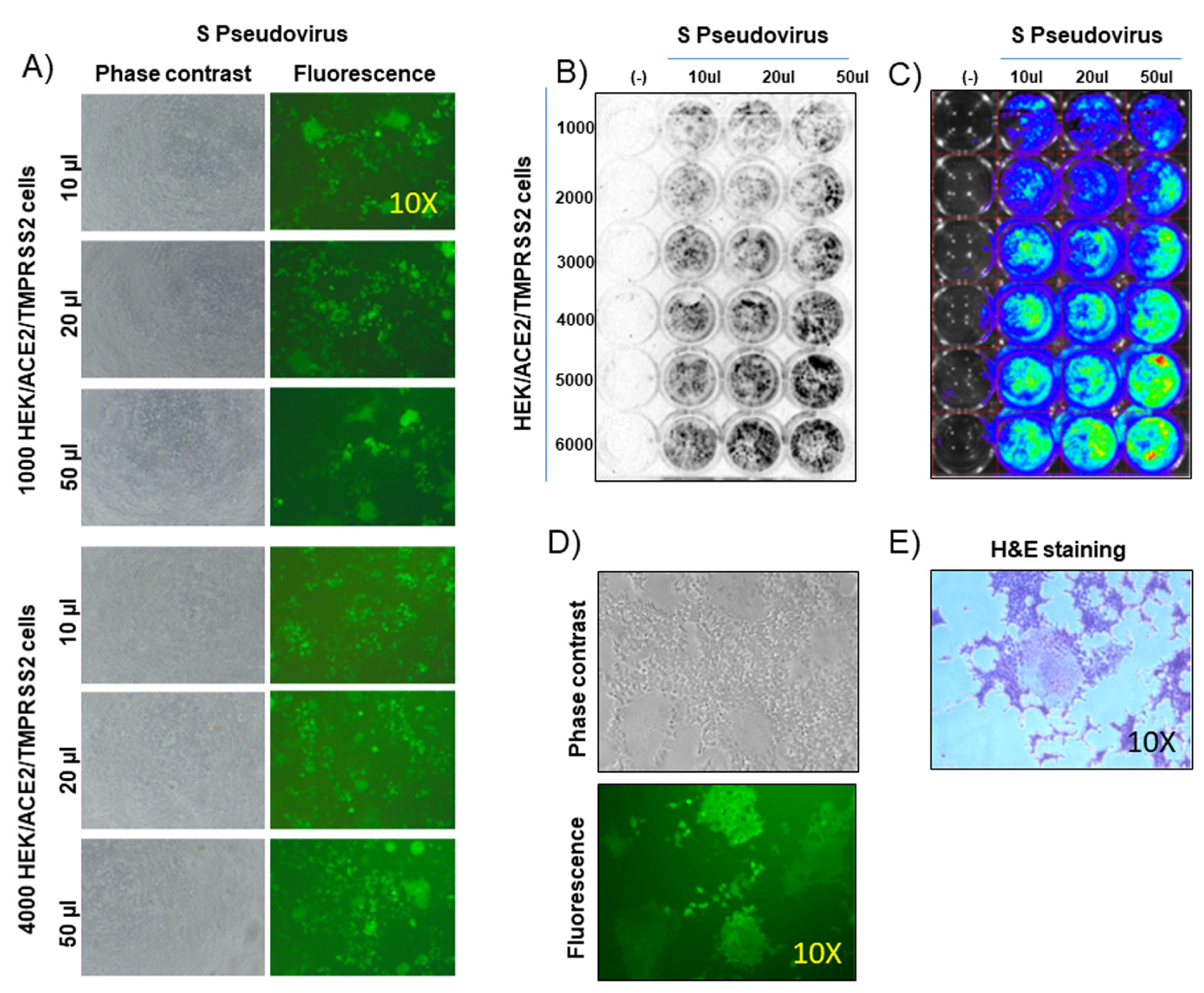 Vaccines 09 00389 g002