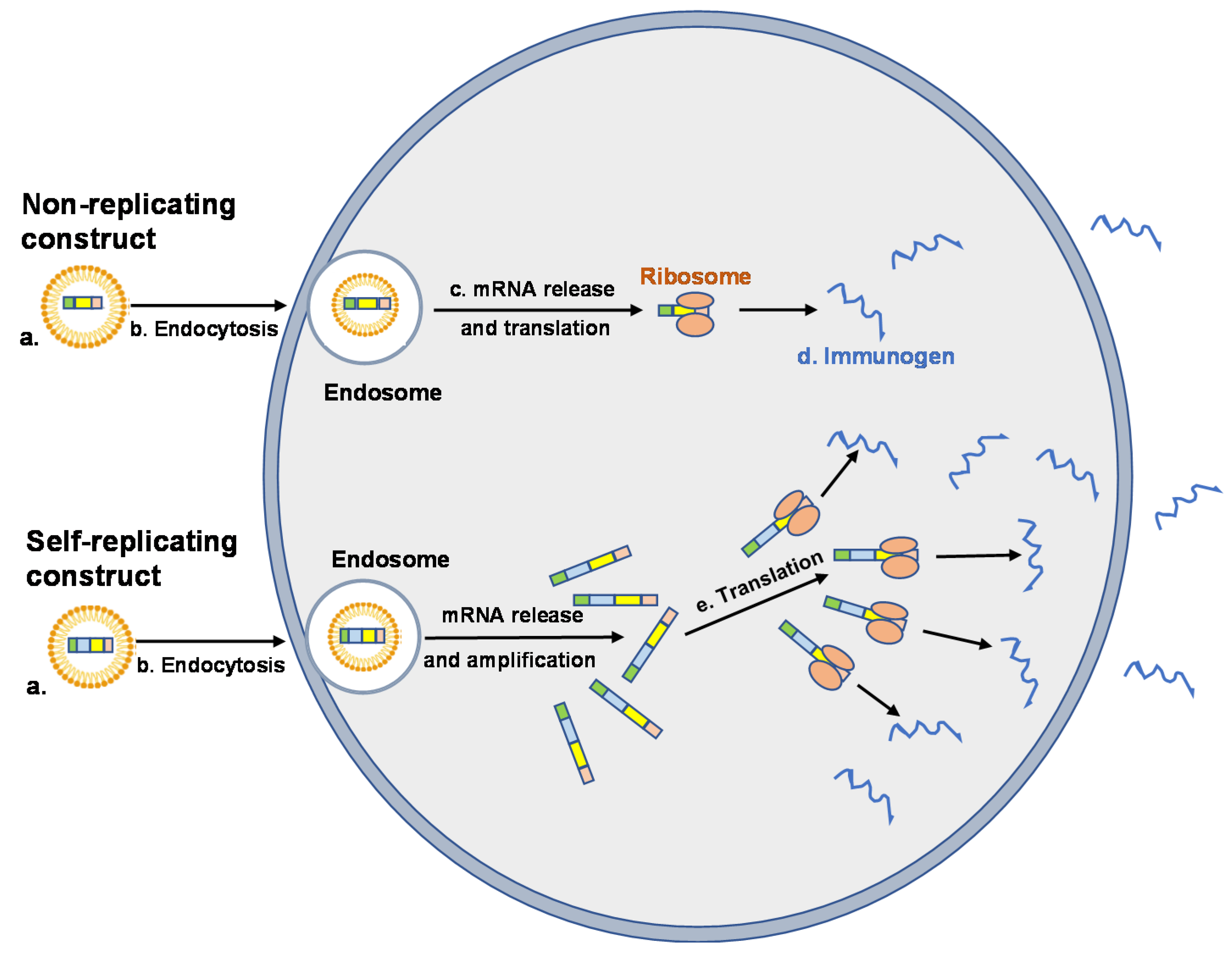 Vaccines 09 00390 g002