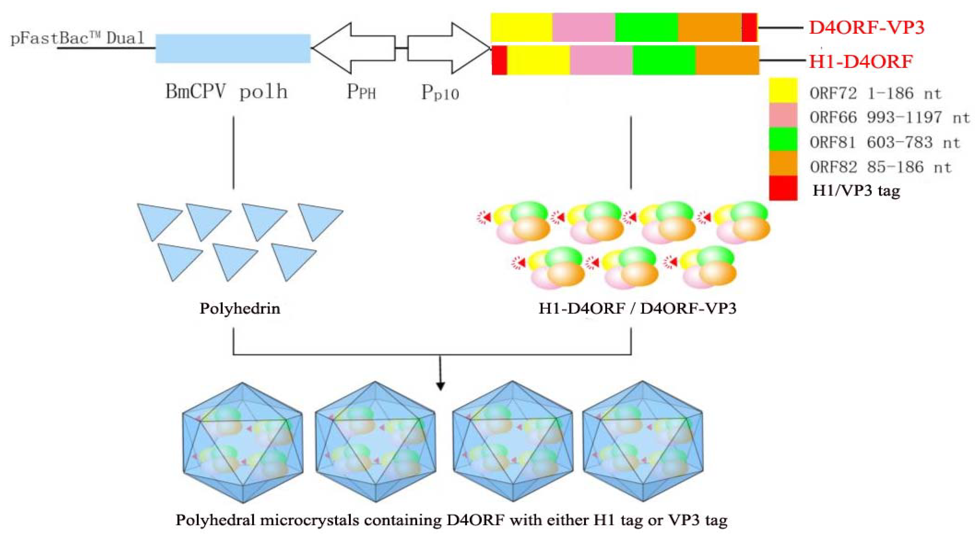 Vaccines 09 00397 g001 Vaccines 09 00397 g001