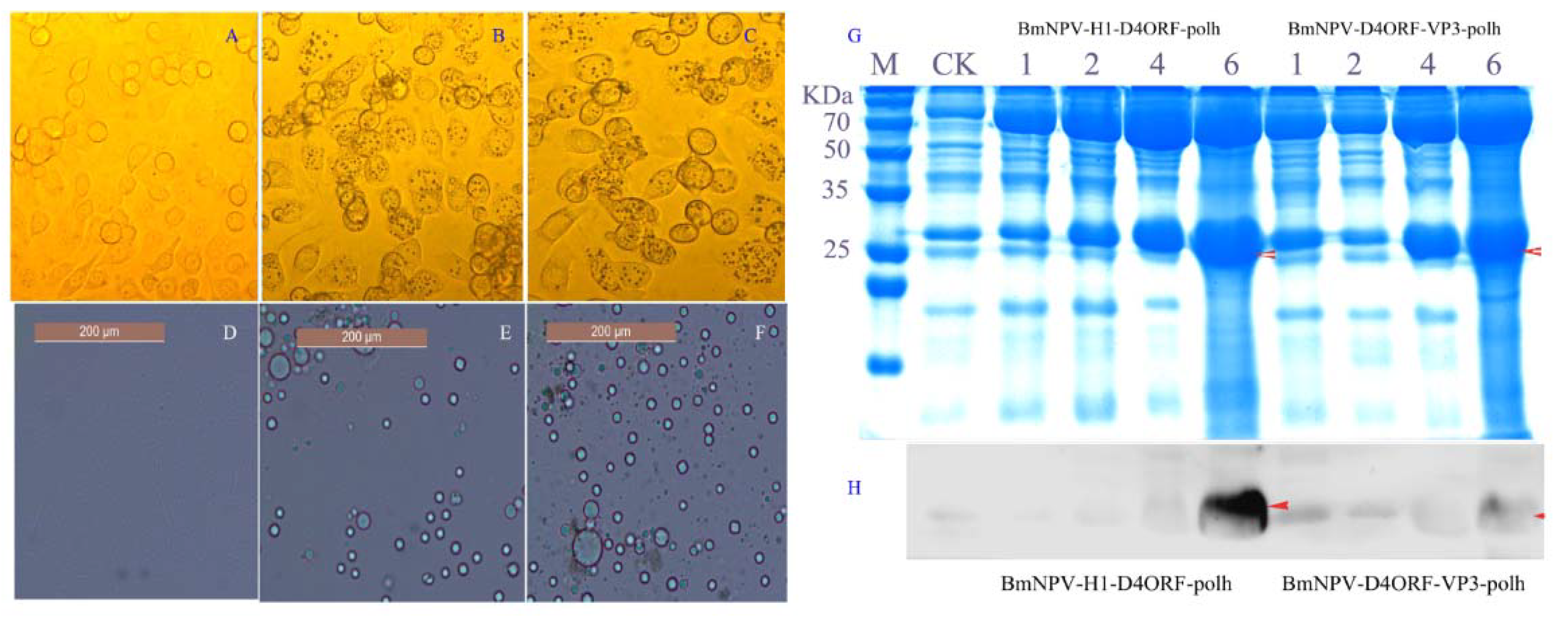 Vaccines 09 00397 g002 Vaccines 09 00397 g002