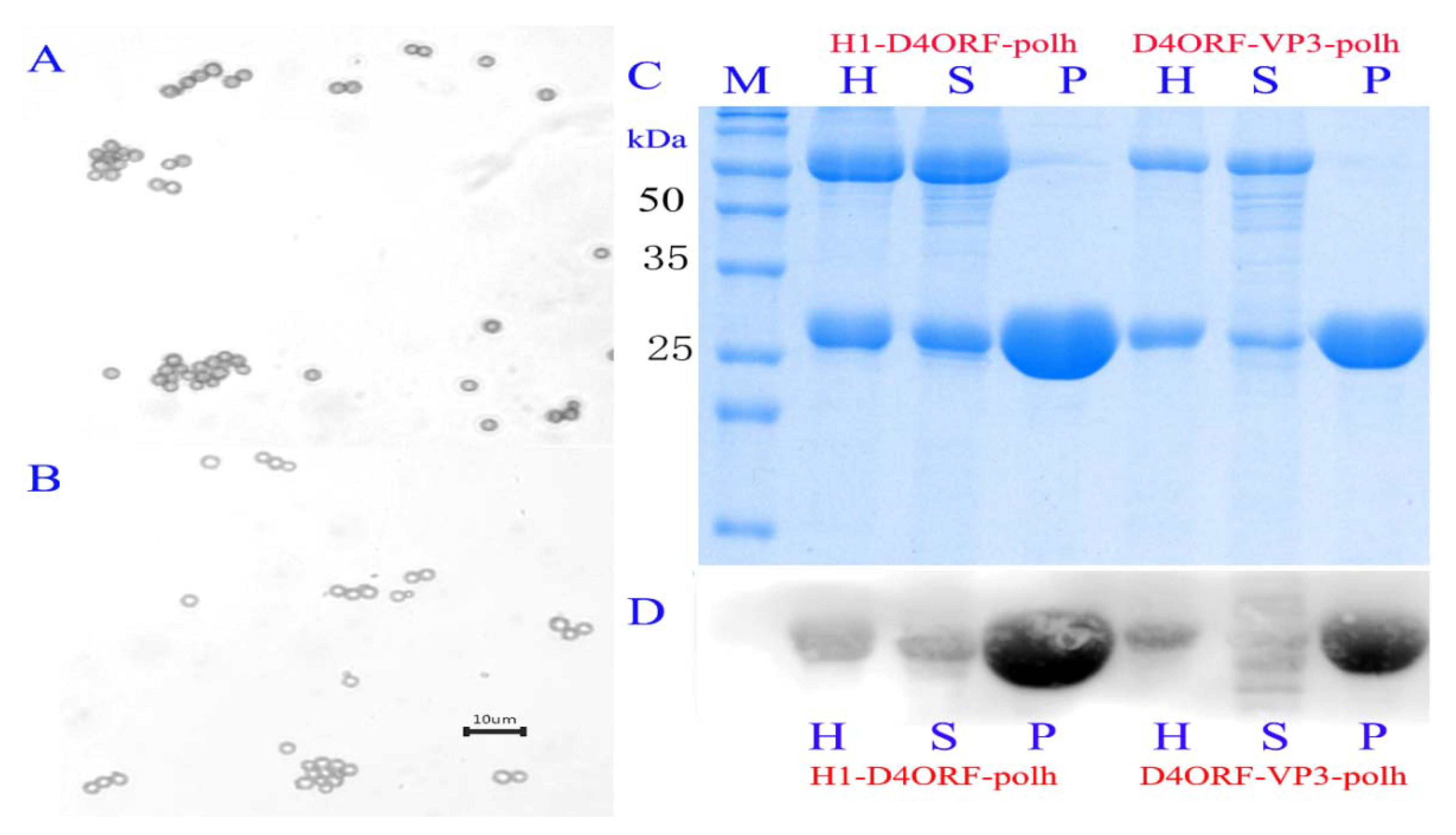 Vaccines 09 00397 g003 Vaccines 09 00397 g003