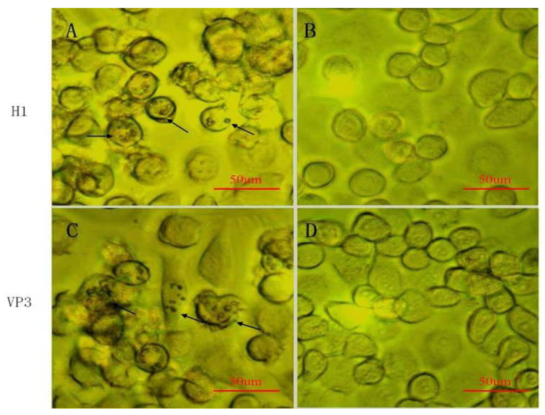 Vaccines 09 00397 g005 Vaccines 09 00397 g005