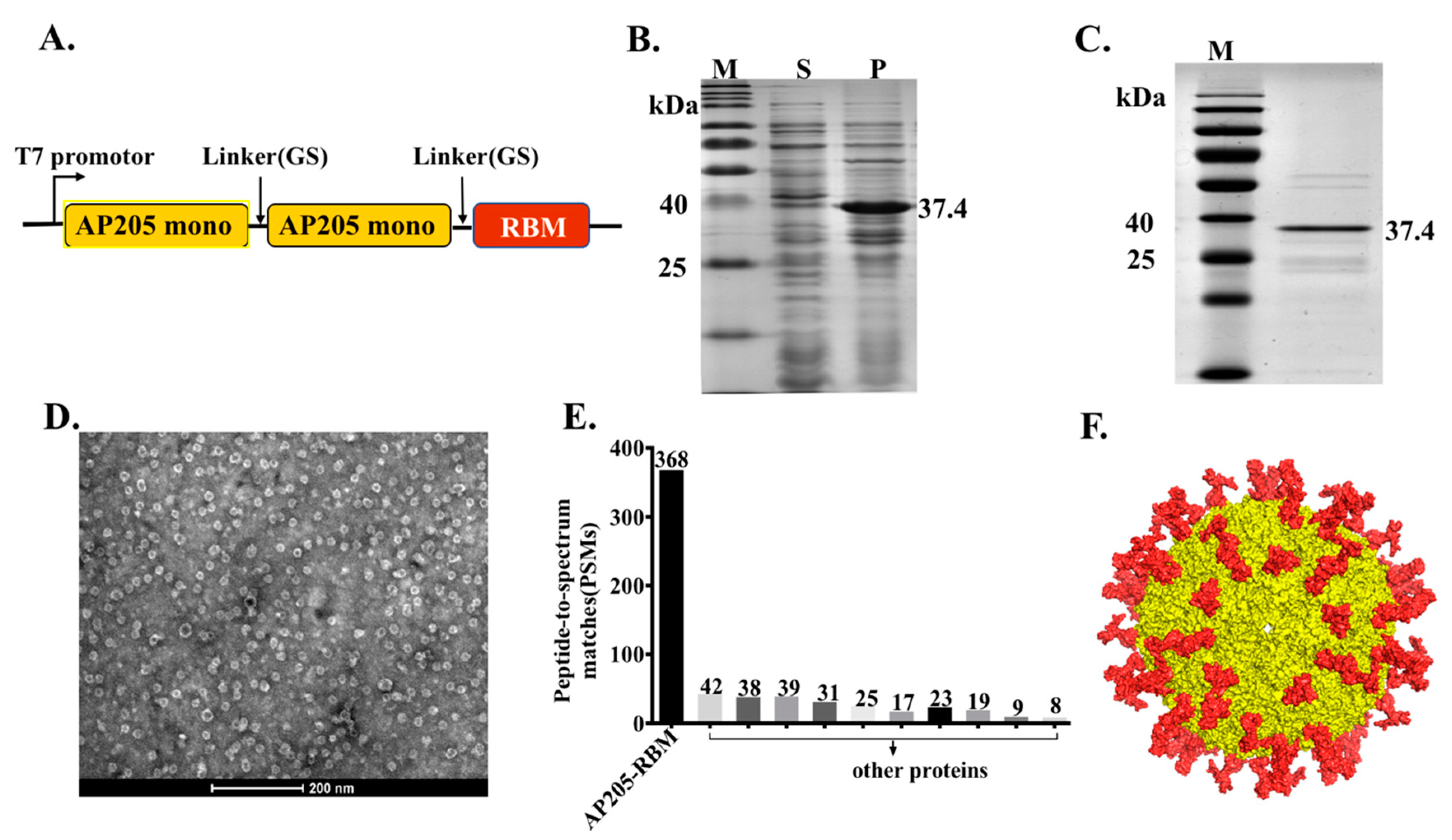 Vaccines | Free Full-Text | AP205 VLPs Based on Dimerized Capsid Proteins  Accommodate RBM Domain of SARS-CoV-2 and Serve as an Attractive Vaccine  Candidate