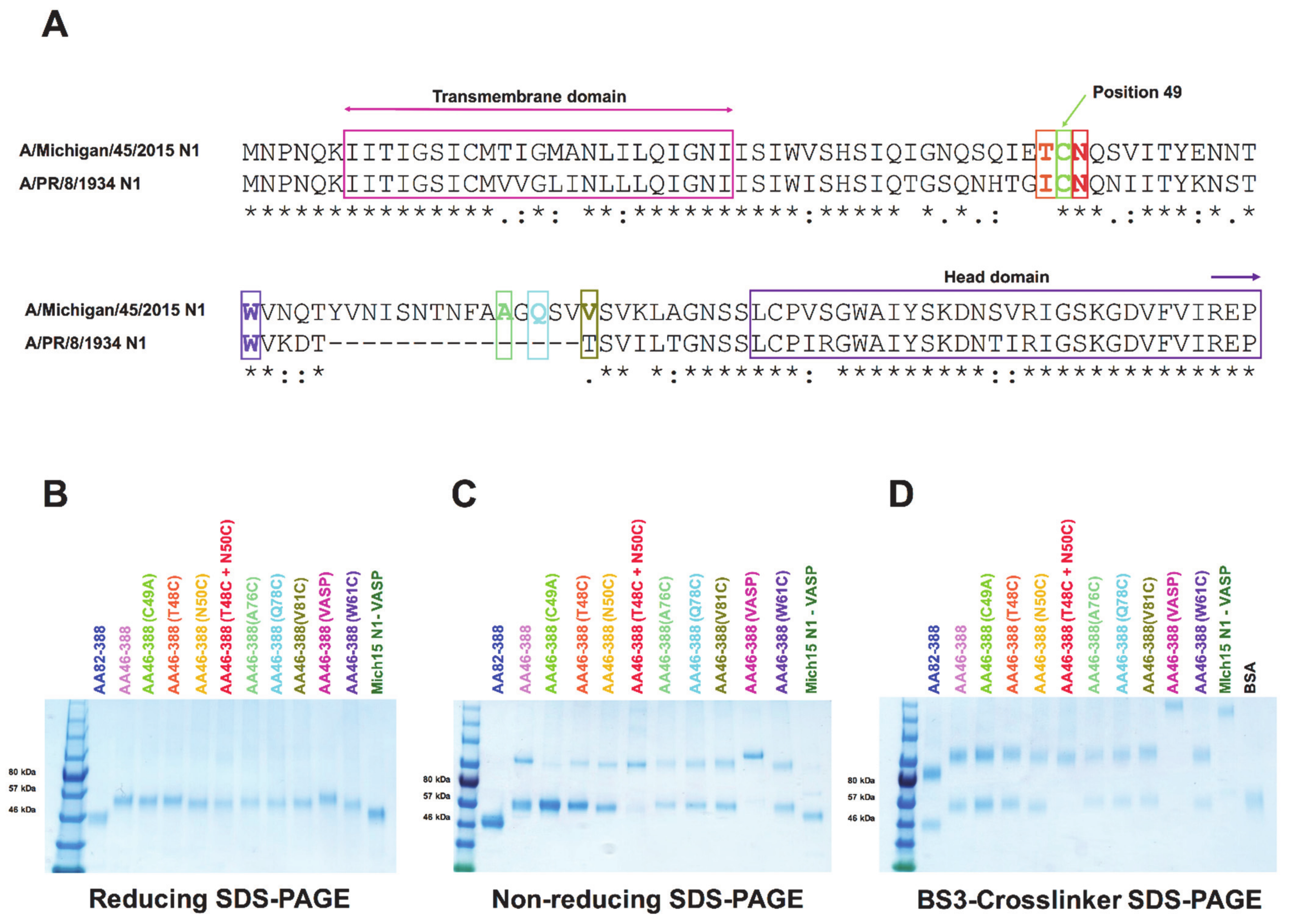 Vaccines 09 00404 g001 Vaccines 09 00404 g001