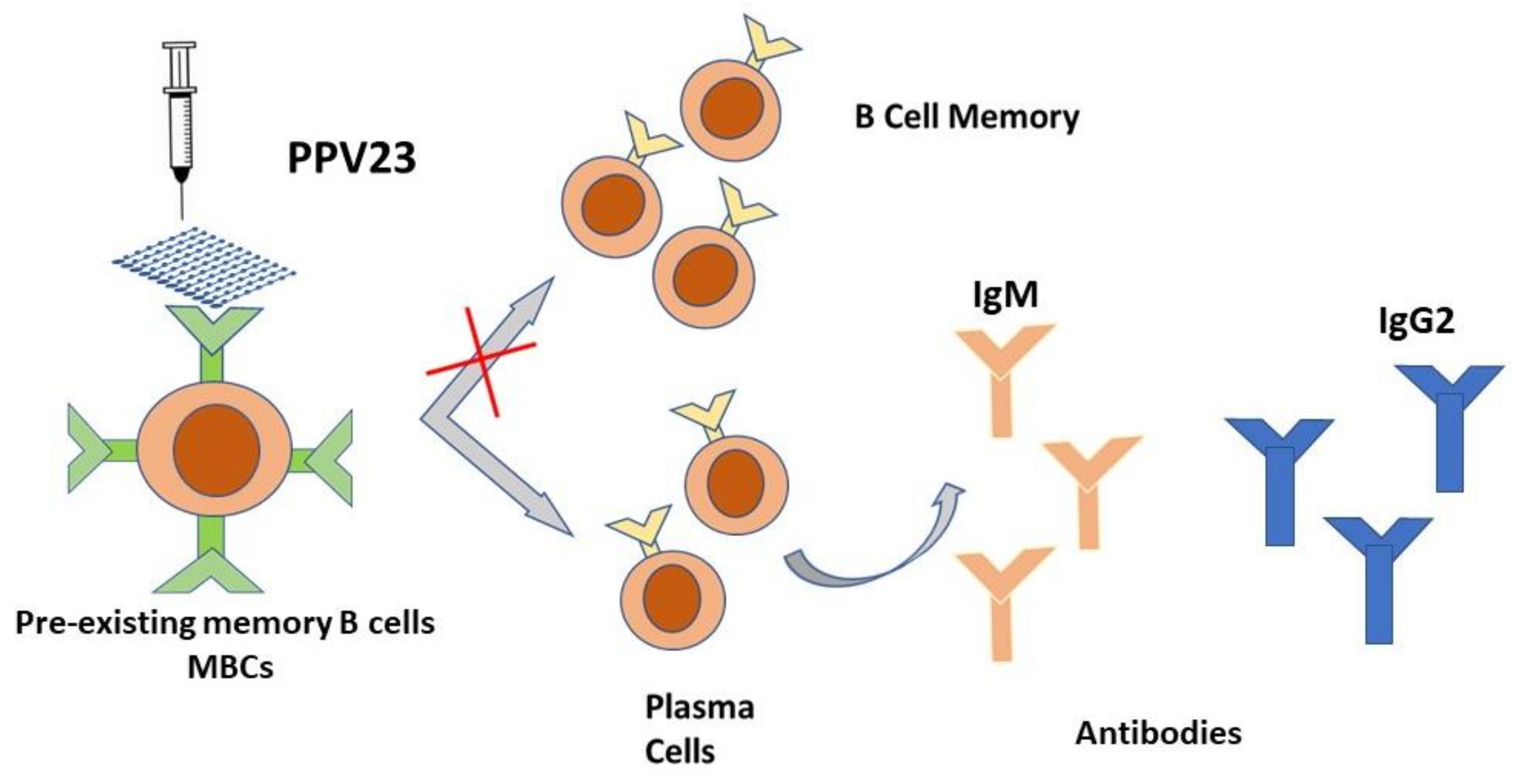 Steam cell plasma фото 100