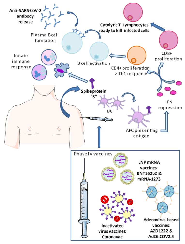 vaccines free full text an updated review of sars cov 2 vaccines and the importance of effective vaccination programs in pandemic times html