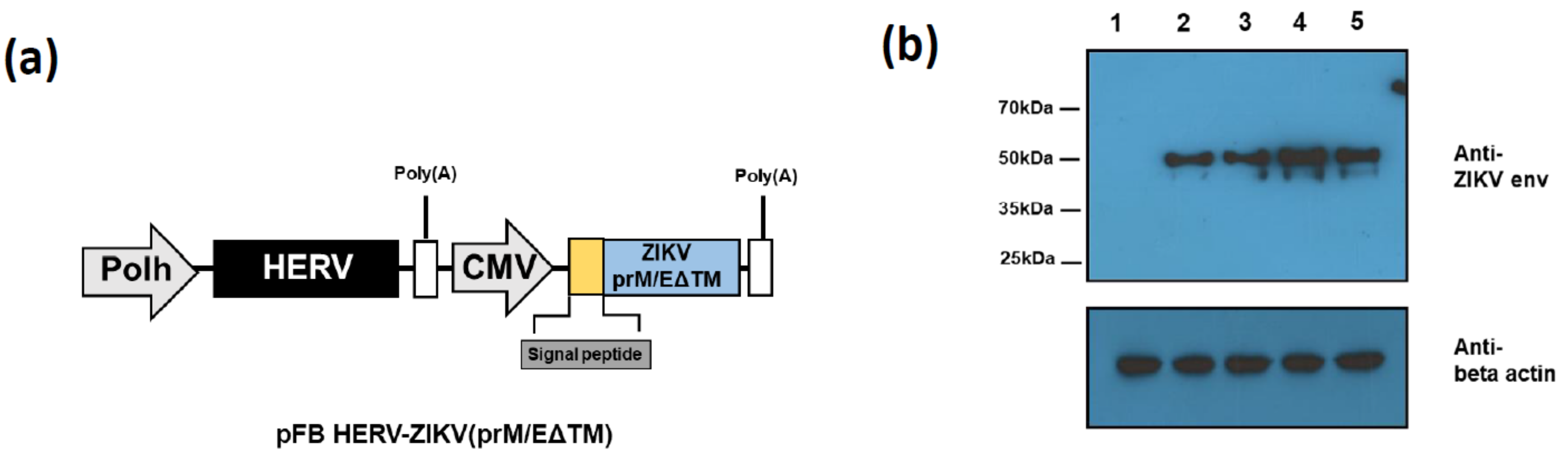 Vaccines 09 00438 g001 Vaccines 09 00438 g001