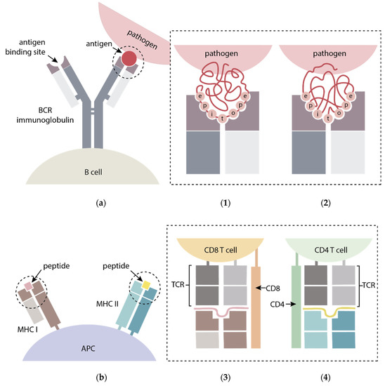 Peptide-Based Vaccines: Foot-and-Mouth Disease Virus, a