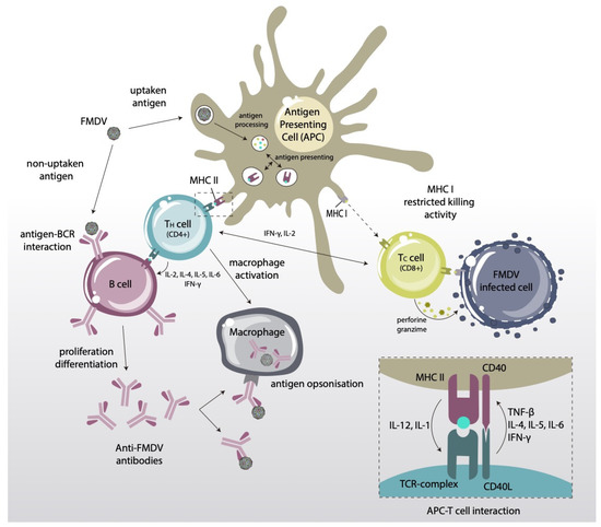 Peptide-Based Vaccines: Foot-and-Mouth Disease Virus, a
