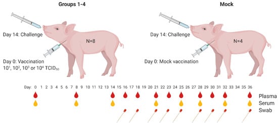 Vaccines | Free Full-Text | Assessing Protective Dose of a Candidate DIVA Vaccine against Classical Swine Fever
