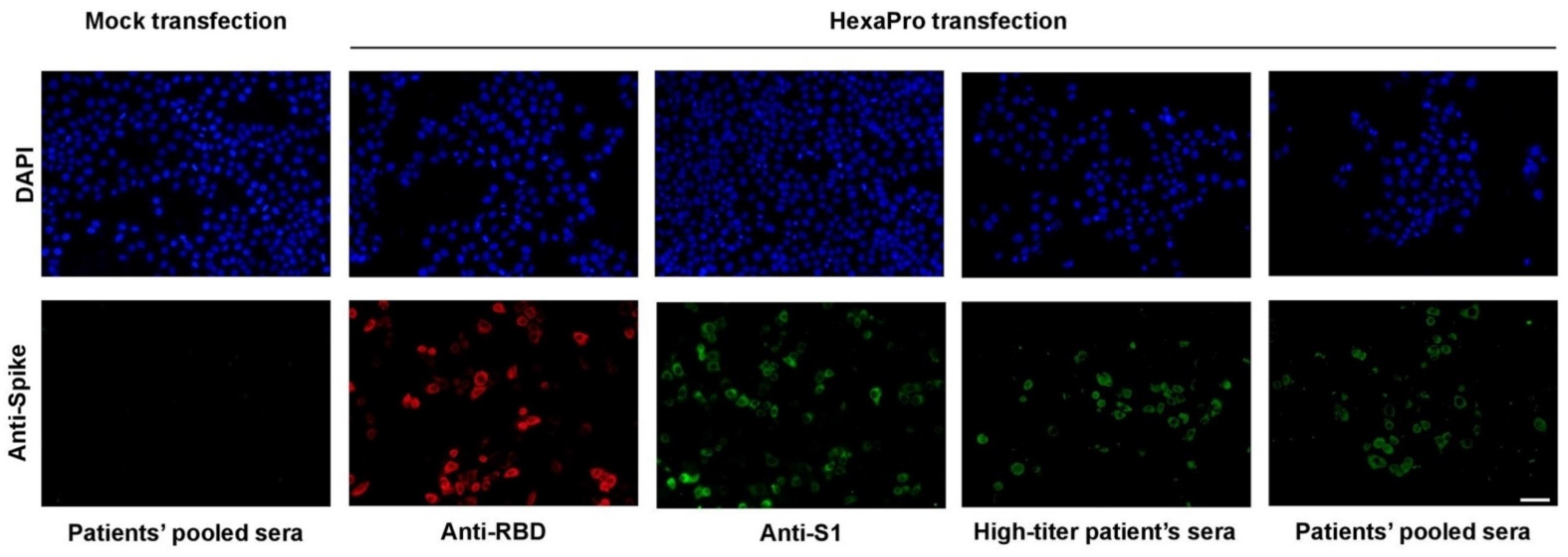 Vaccines 09 00498 g002 Vaccines 09 00498 g002