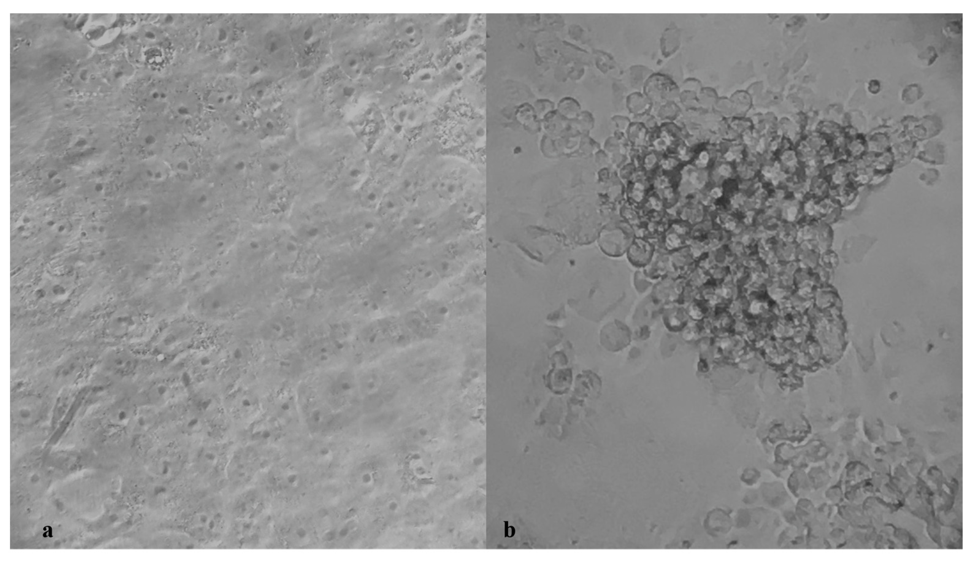 Vaccines 09 00517 g001 550