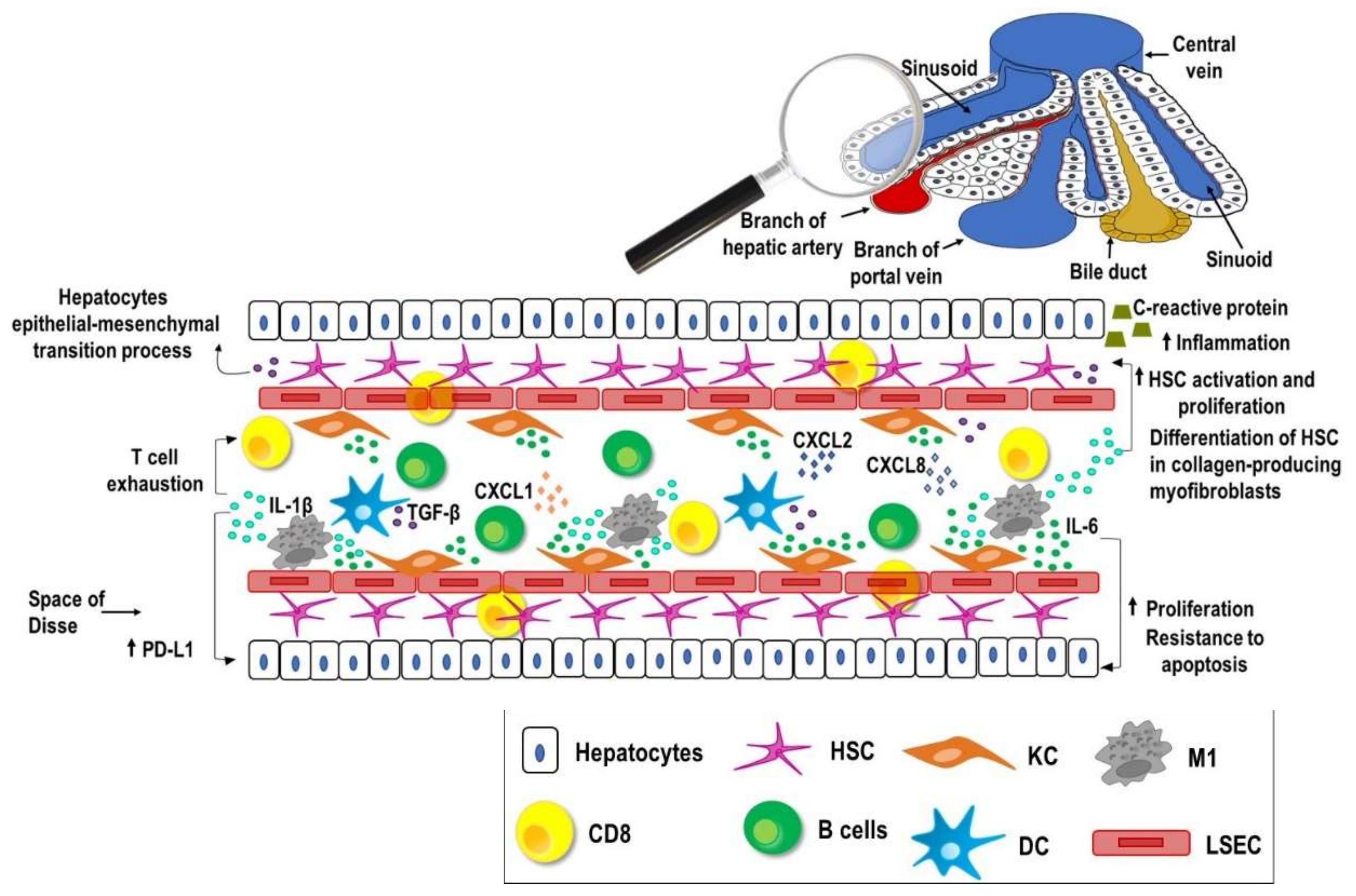 Vaccines 09 00532 g001