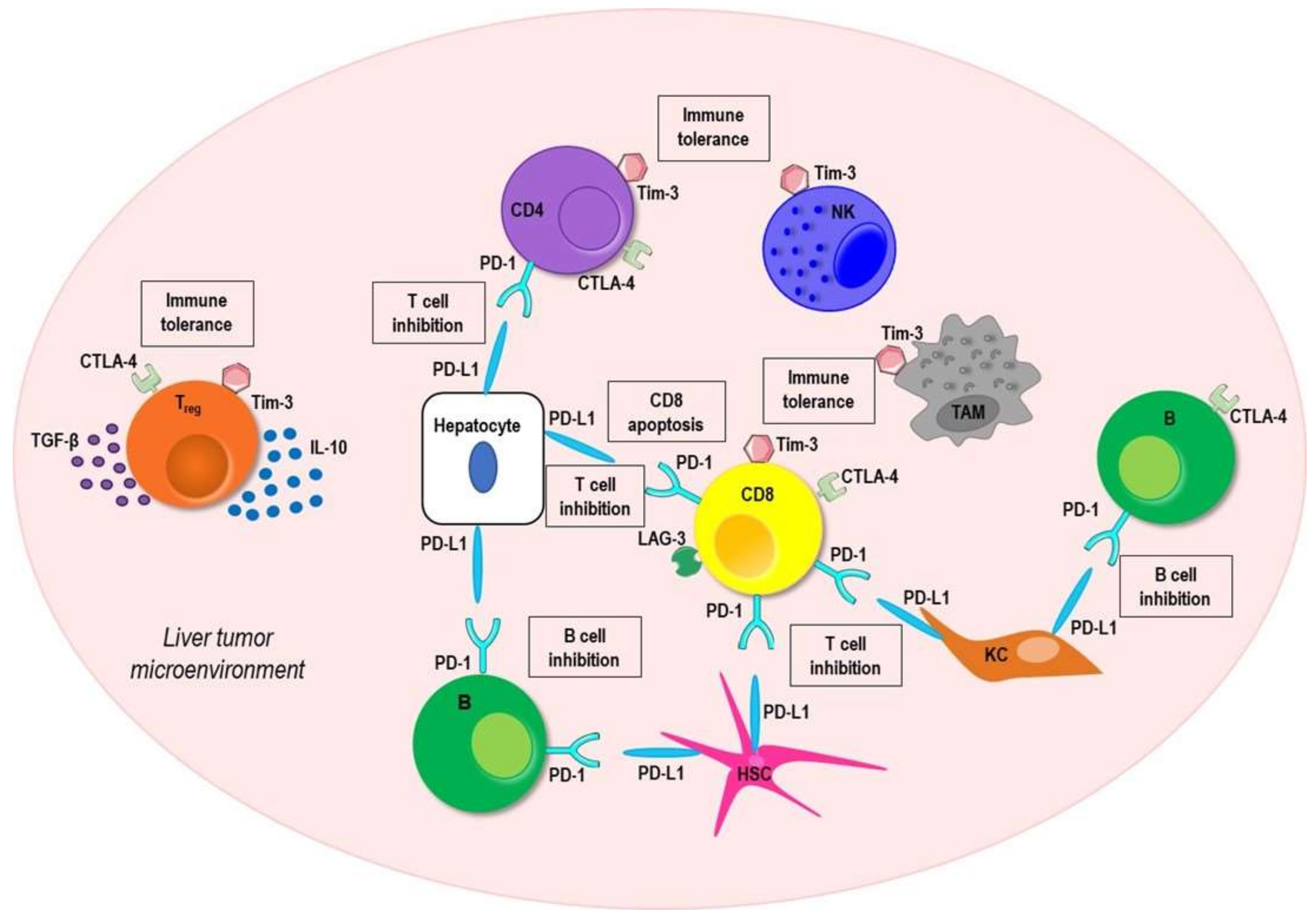 Vaccines 09 00532 g002