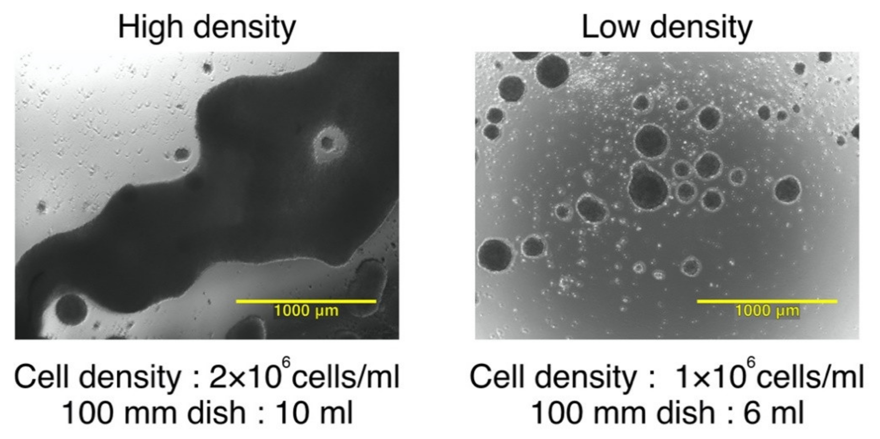 Vaccines 09 00533 g001