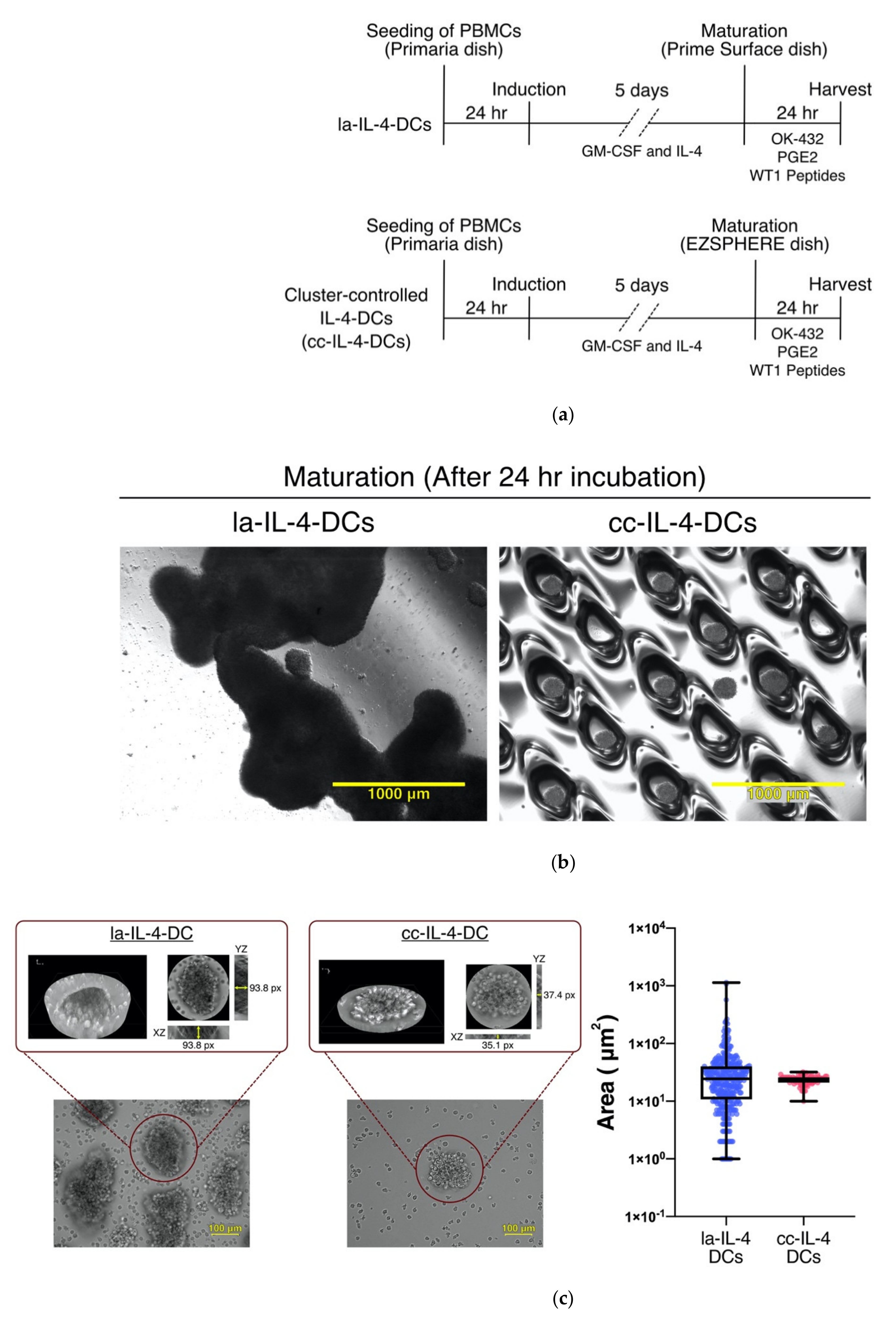 Vaccines 09 00533 g002a