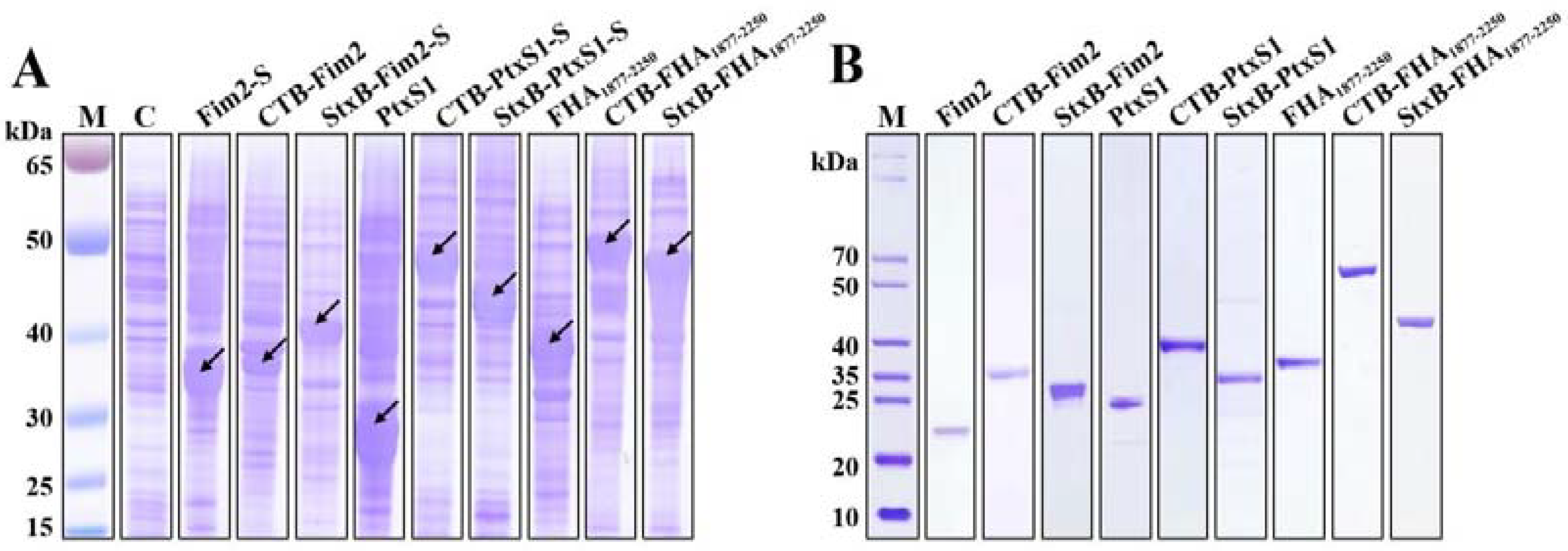 Vaccines 09 00542 g001