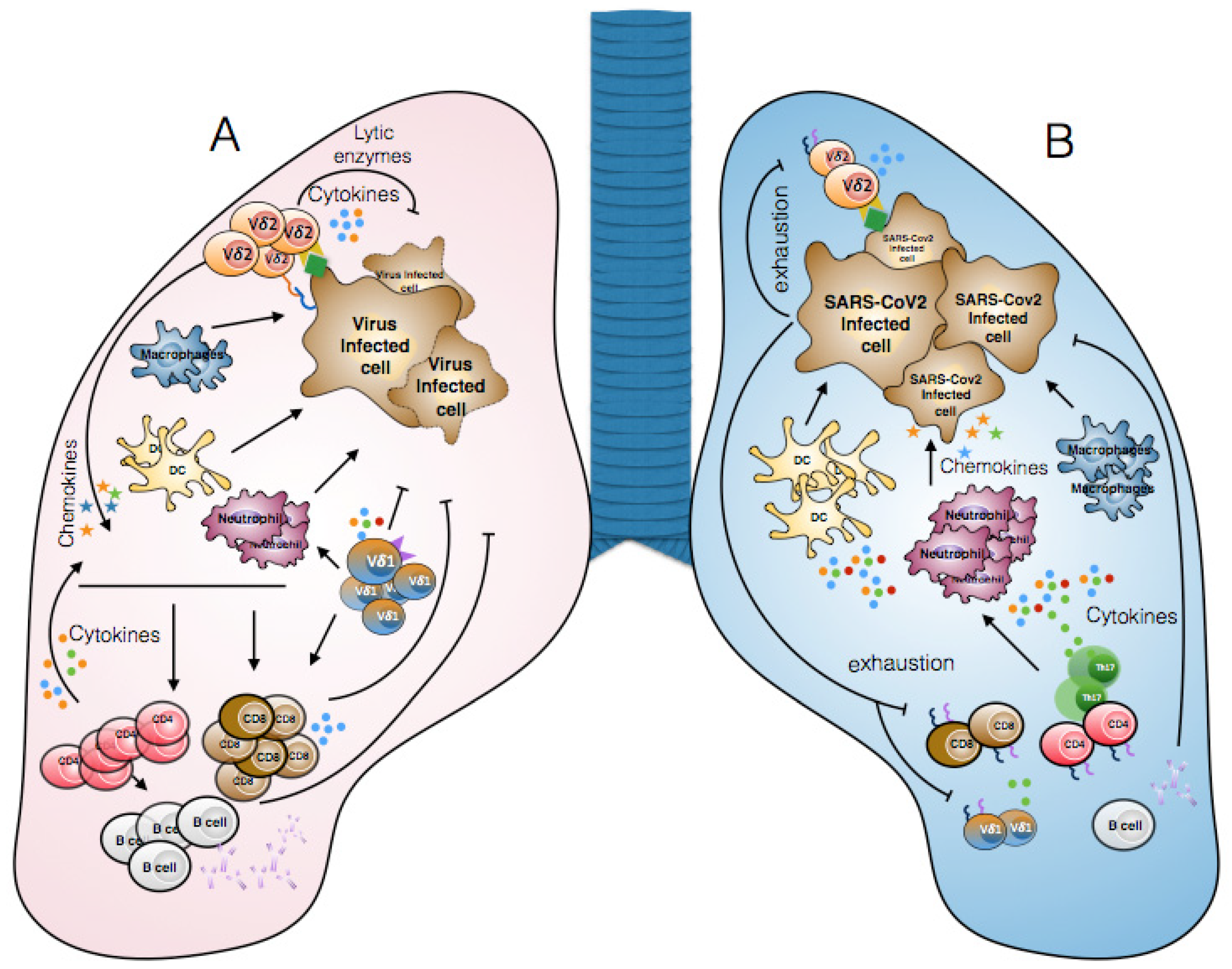 Vaccines | Free Full-Text | Lymphopenia in COVID-19: γδ T Cells-Based Therapeutic Opportunities Vaccines | Free Full-Text | Lymphopenia in COVID-19: γδ T Cells-Based Therapeutic Opportunities