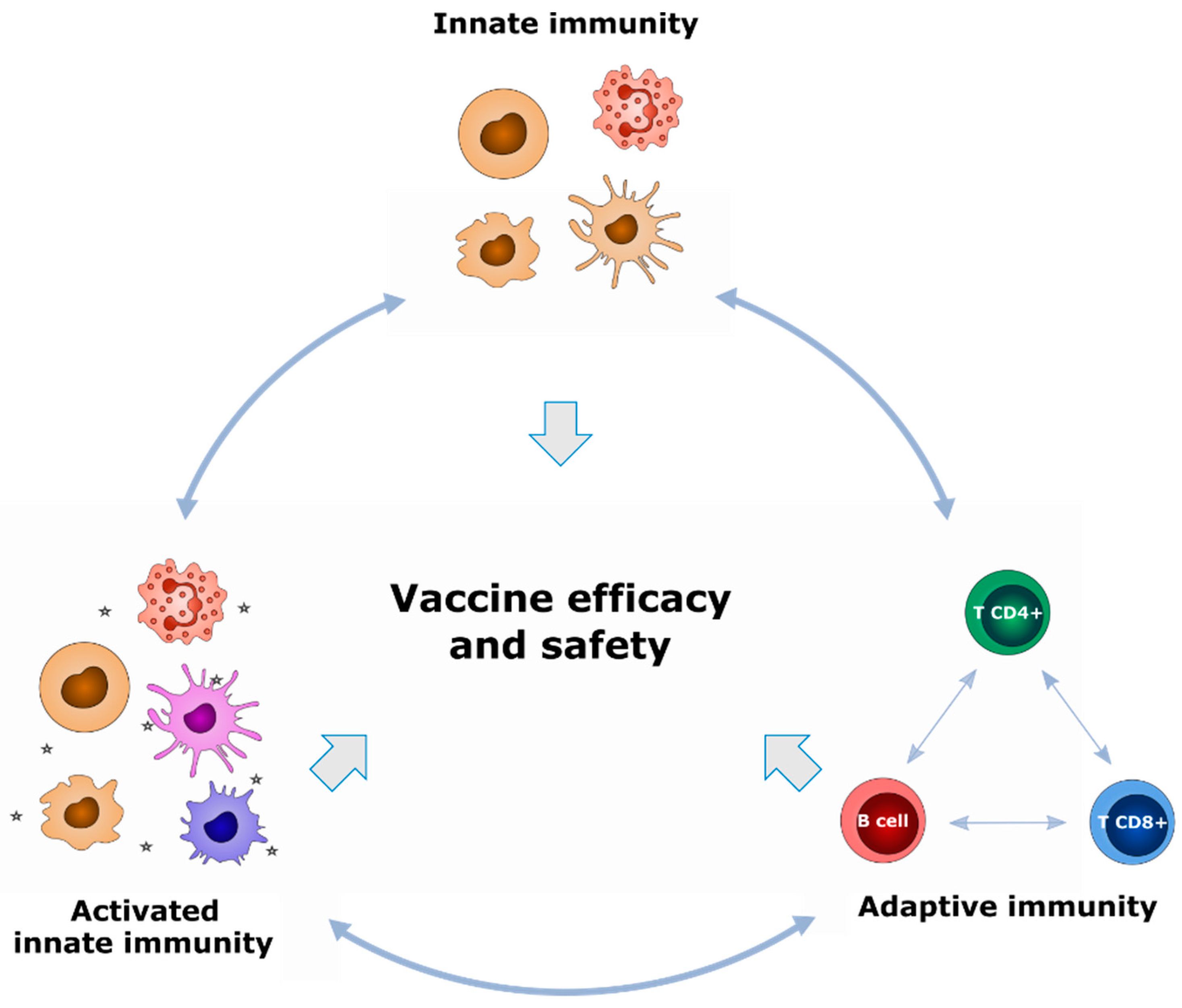 Delayed booster dosing improves human antigen-specific Ig and B