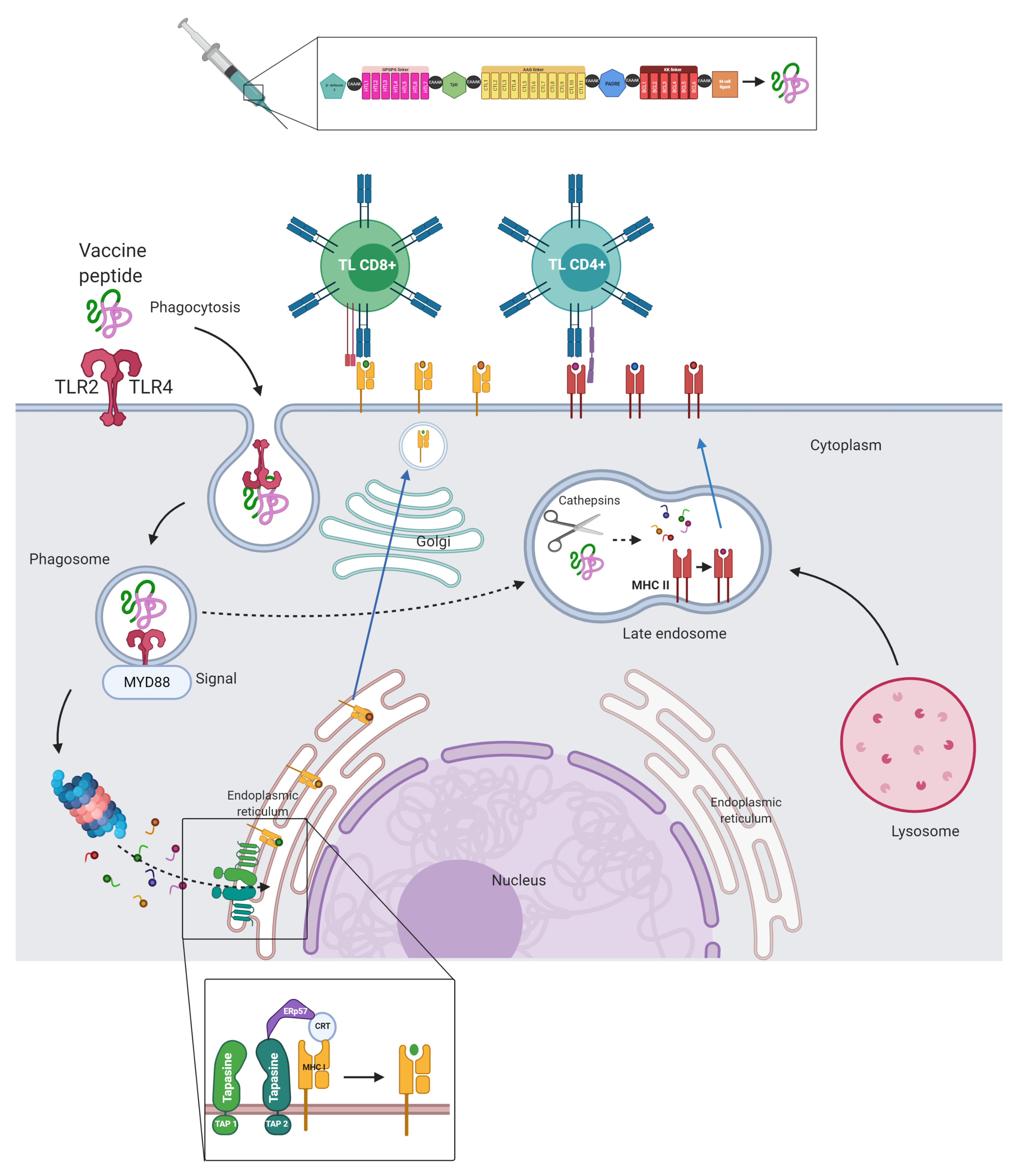 Vaccines 09 00581 g002 Vaccines 09 00581 g002