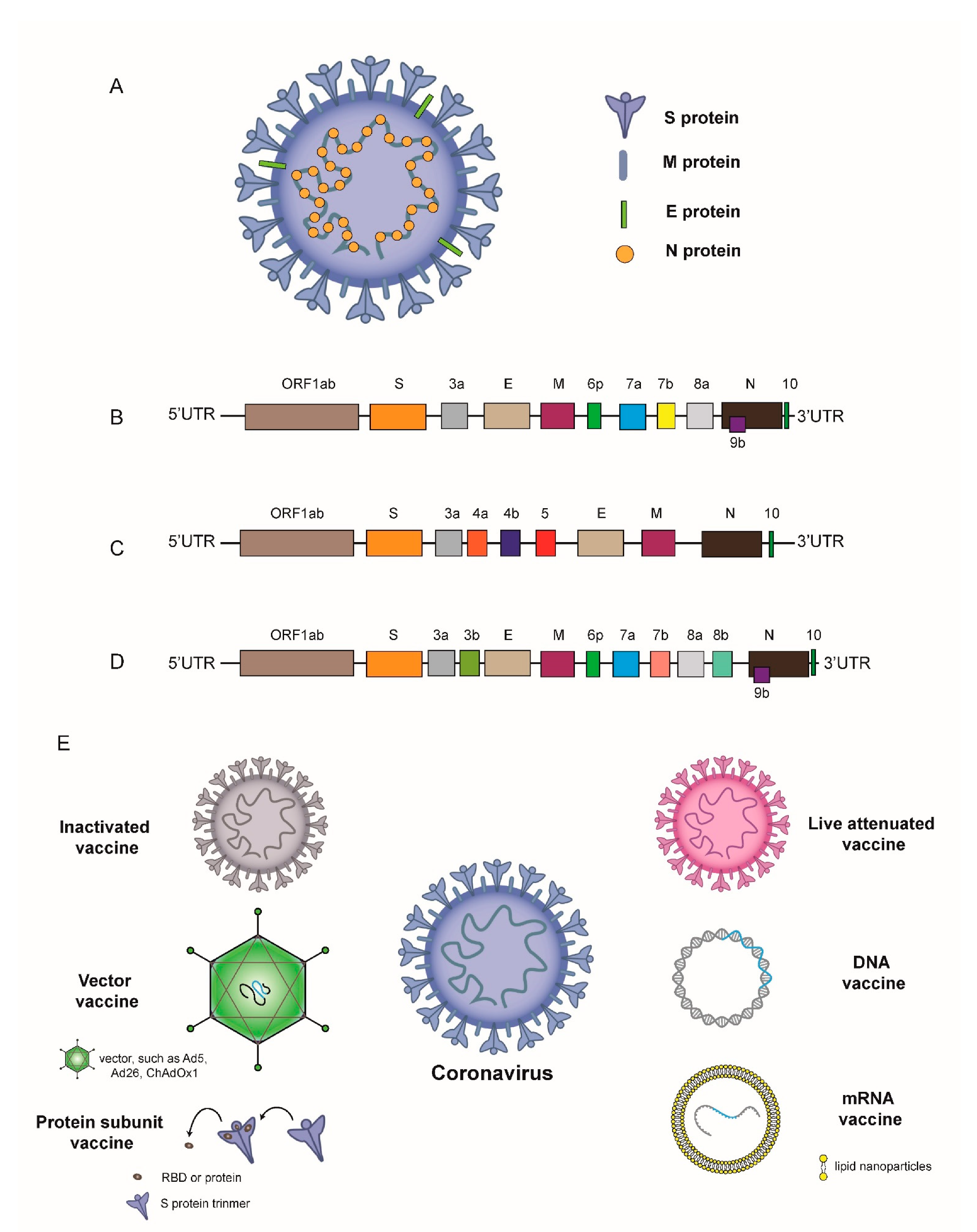 Vaccines 09 00588 g001