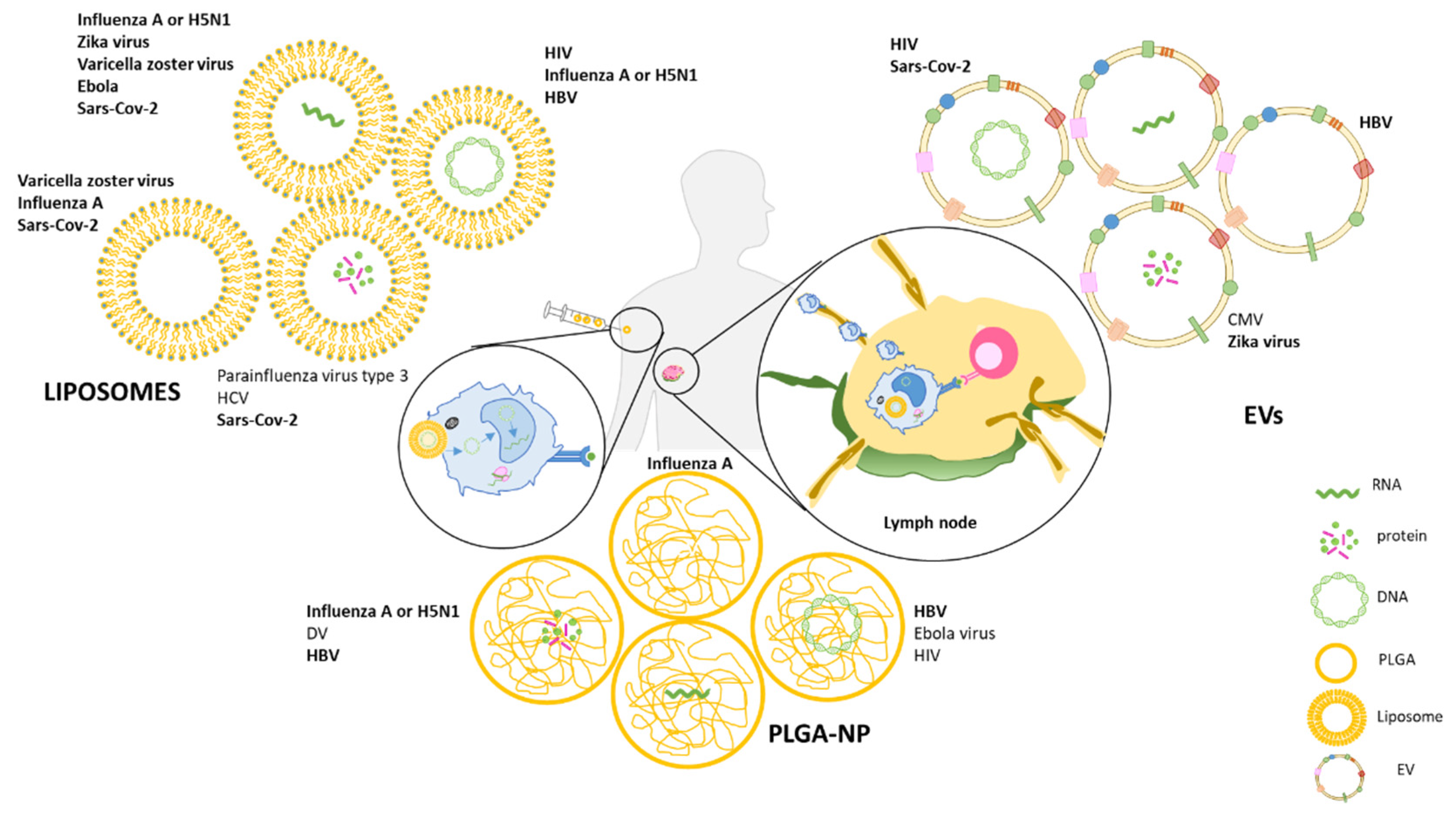 Vaccines Free Full Text Nano Microparticle Platforms In Developing Next Generation Vaccines Html