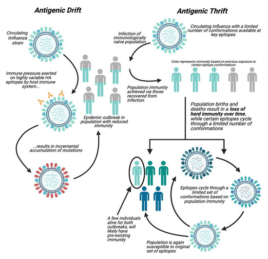 Vaccines Free FullText An Antigenic ThriftBased Approach to