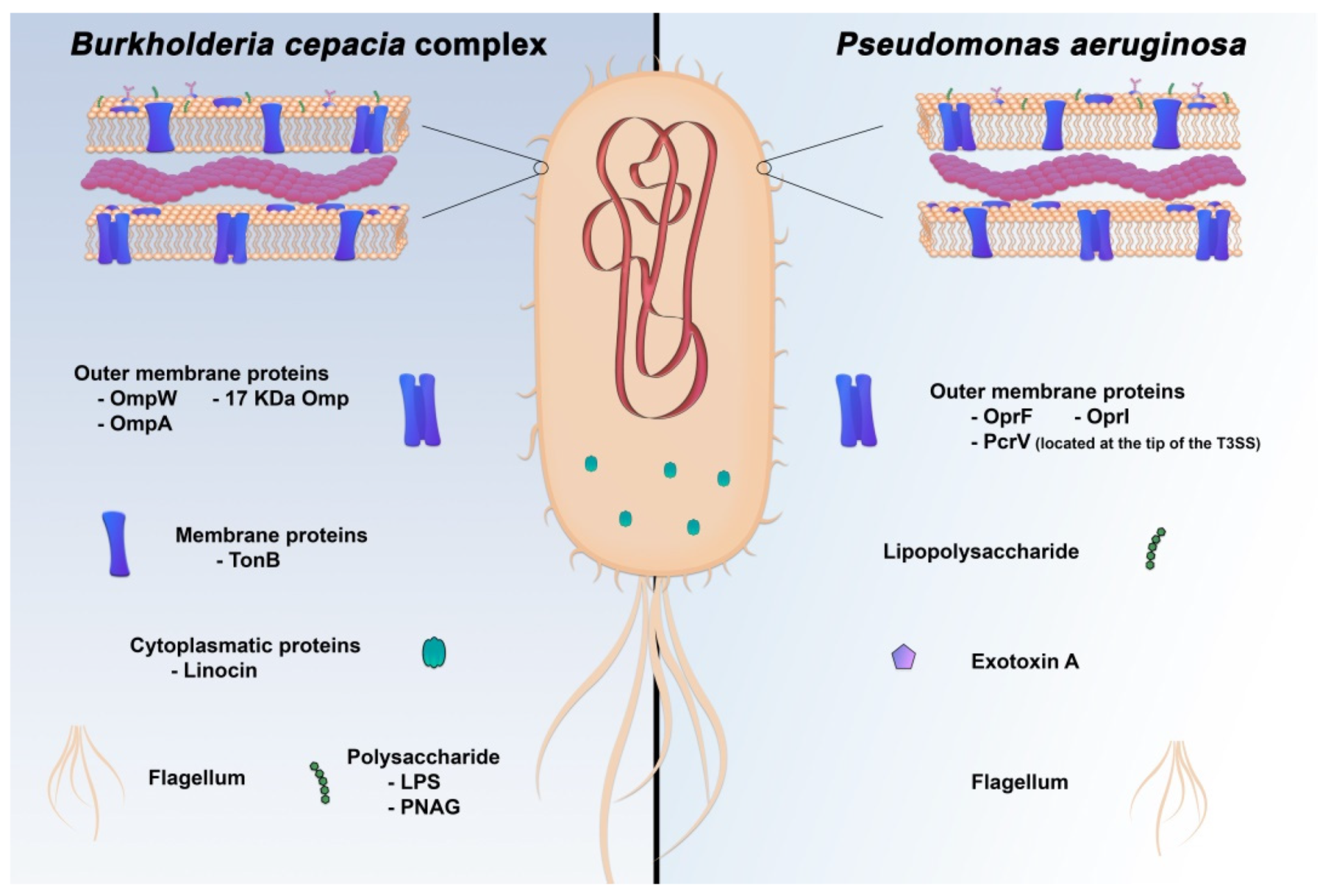 Relative Increase in IgG Antibodies to Pseudomonas aeruginosa 60-kDa GroEL  in Prediabetic Patients with Cystic Fibrosis