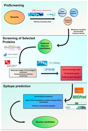 Vaccines Free Full Text Immunization And Immunotherapy Approaches Against Pseudomonas Aeruginosa And Burkholderia Cepacia Plex Infections Html Vaccines Free Full Text Immunization And Immunotherapy Approaches Against Pseudomonas Aeruginosa And Burkholderia Cepacia Plex Infections Html