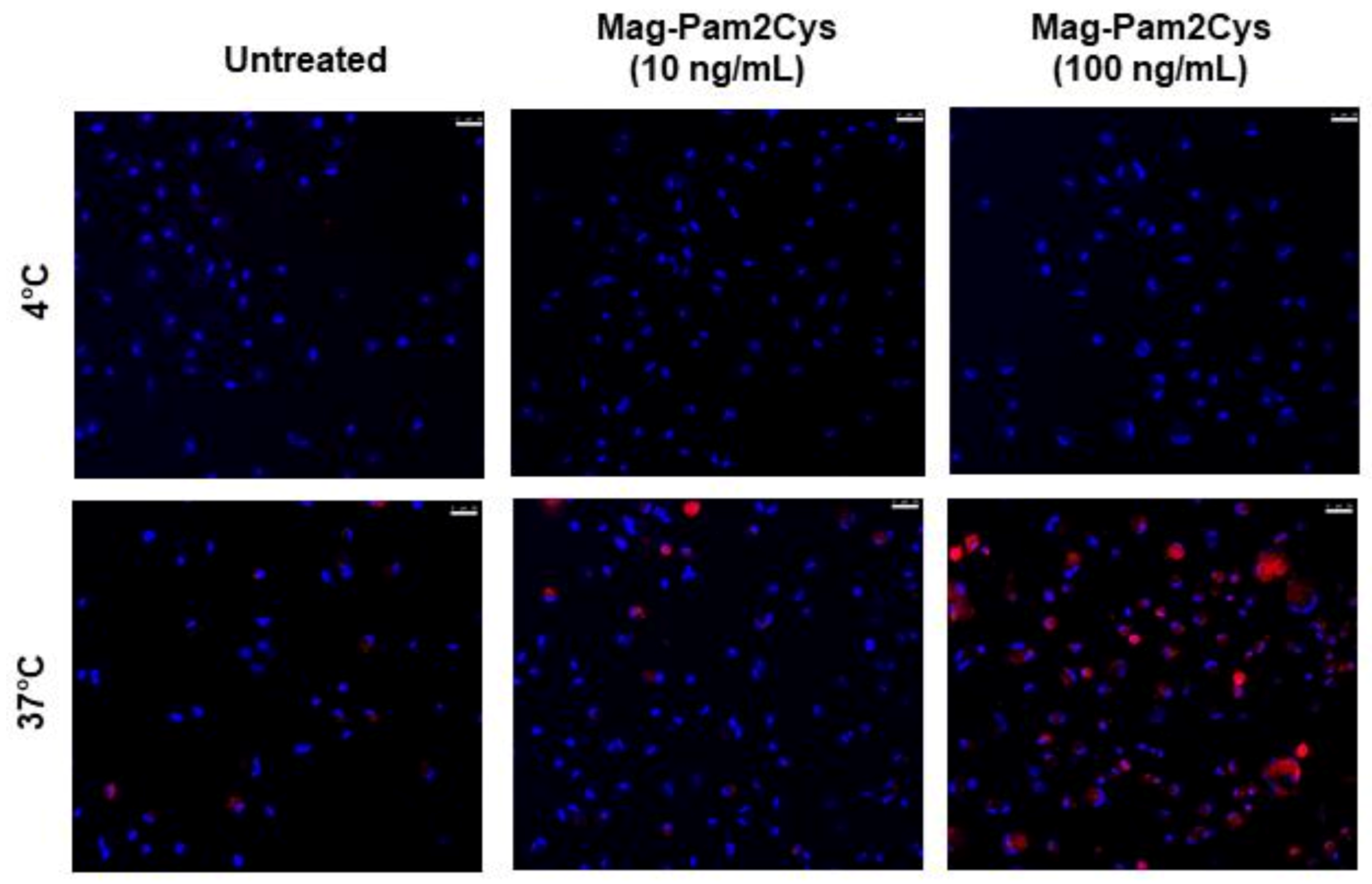 Vaccines 09 00692 g003 Vaccines 09 00692 g003