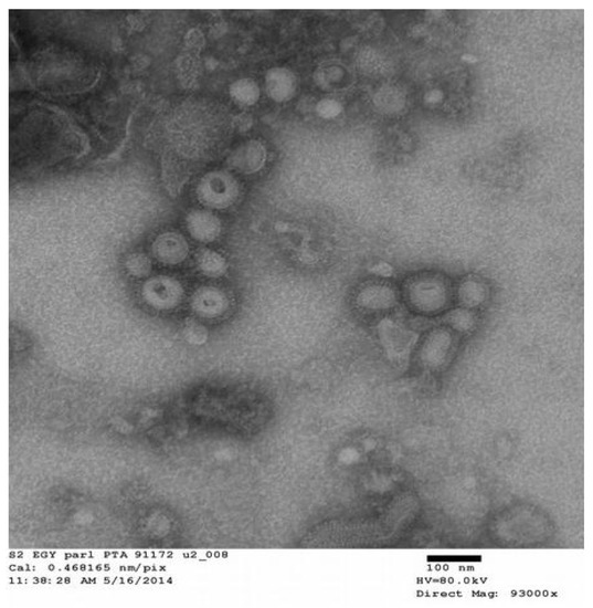 Evaluation of Protective Efficacy of Influenza Virus Like 