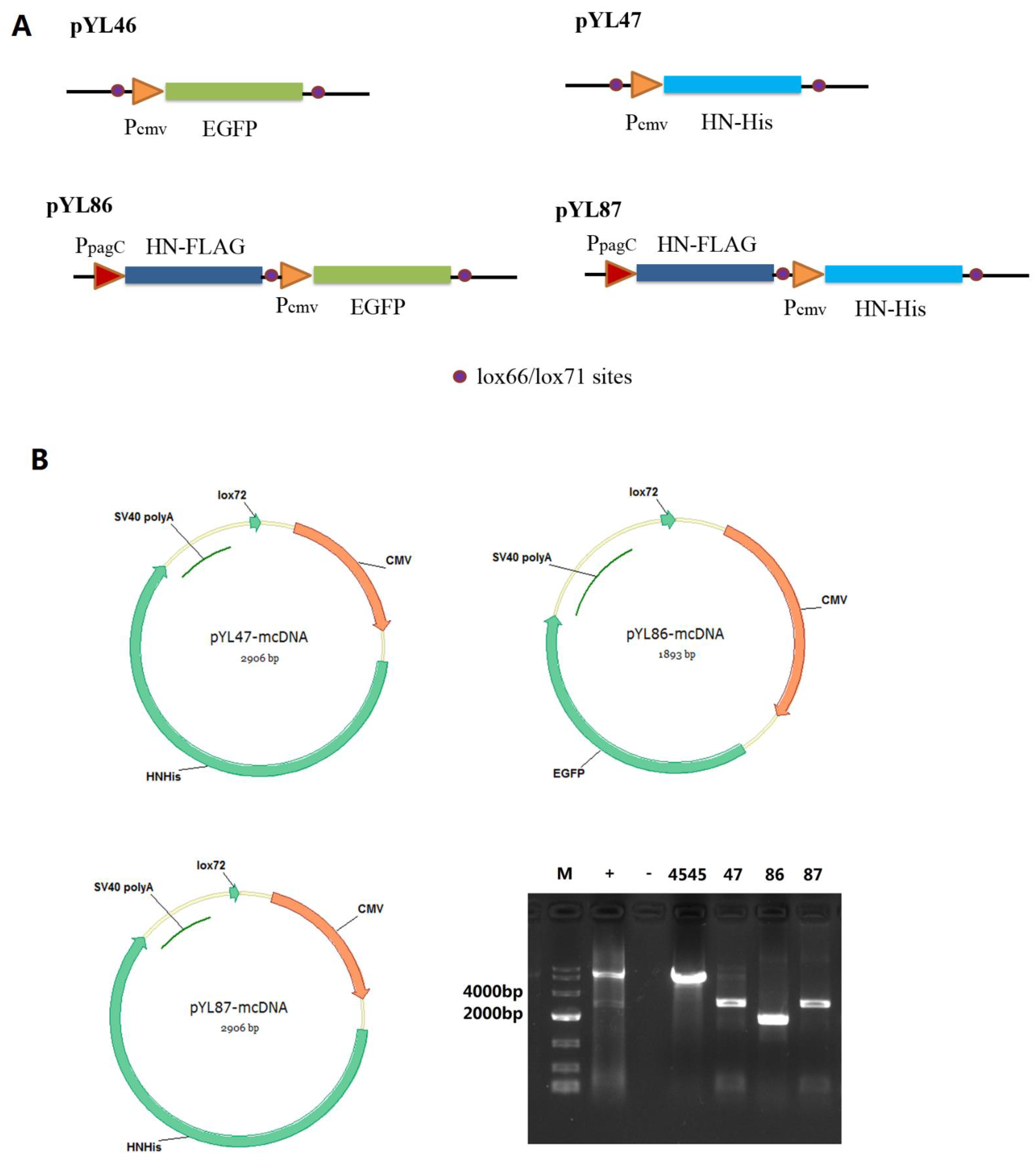 Vaccines 09 00723 g001 Vaccines 09 00723 g001