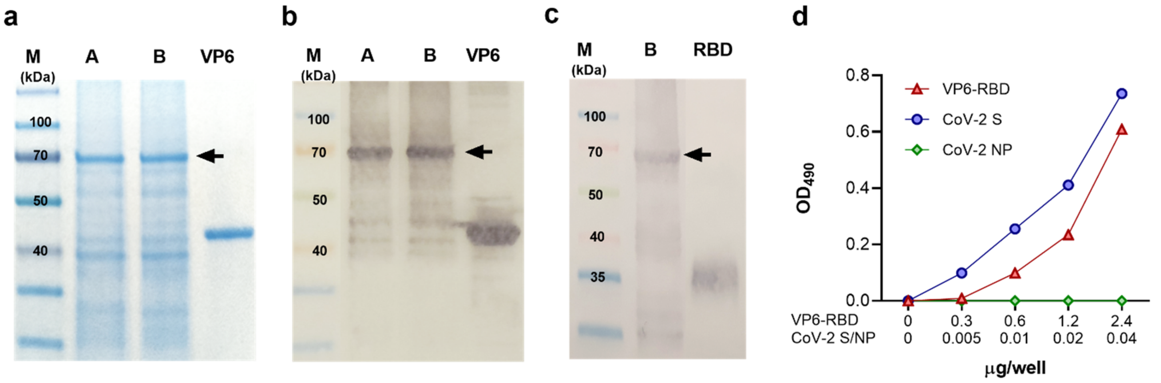 Vaccines 09 00733 g001 550