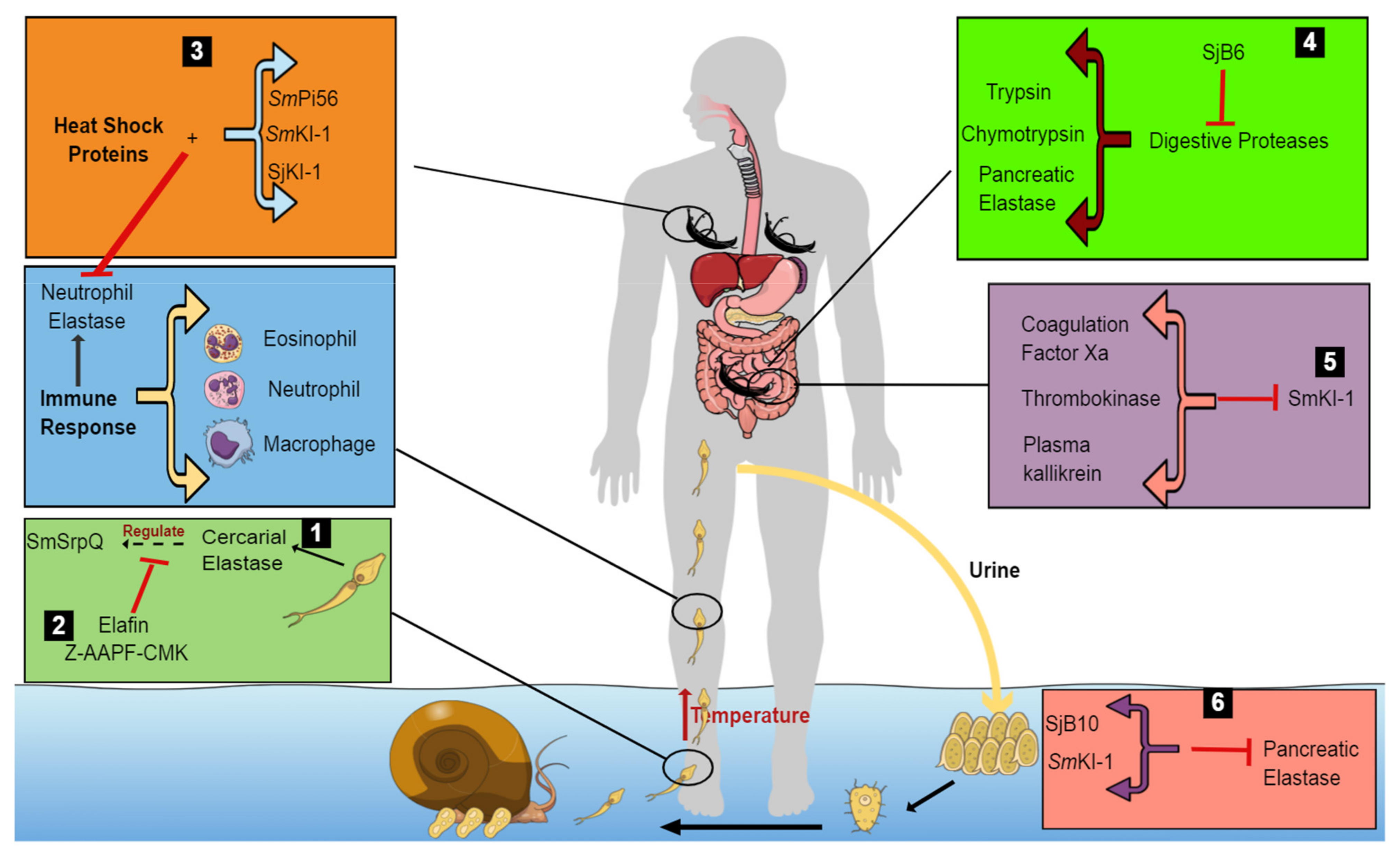 Schistosomiasis vaccine development, Schistosomiasis vaccine development.