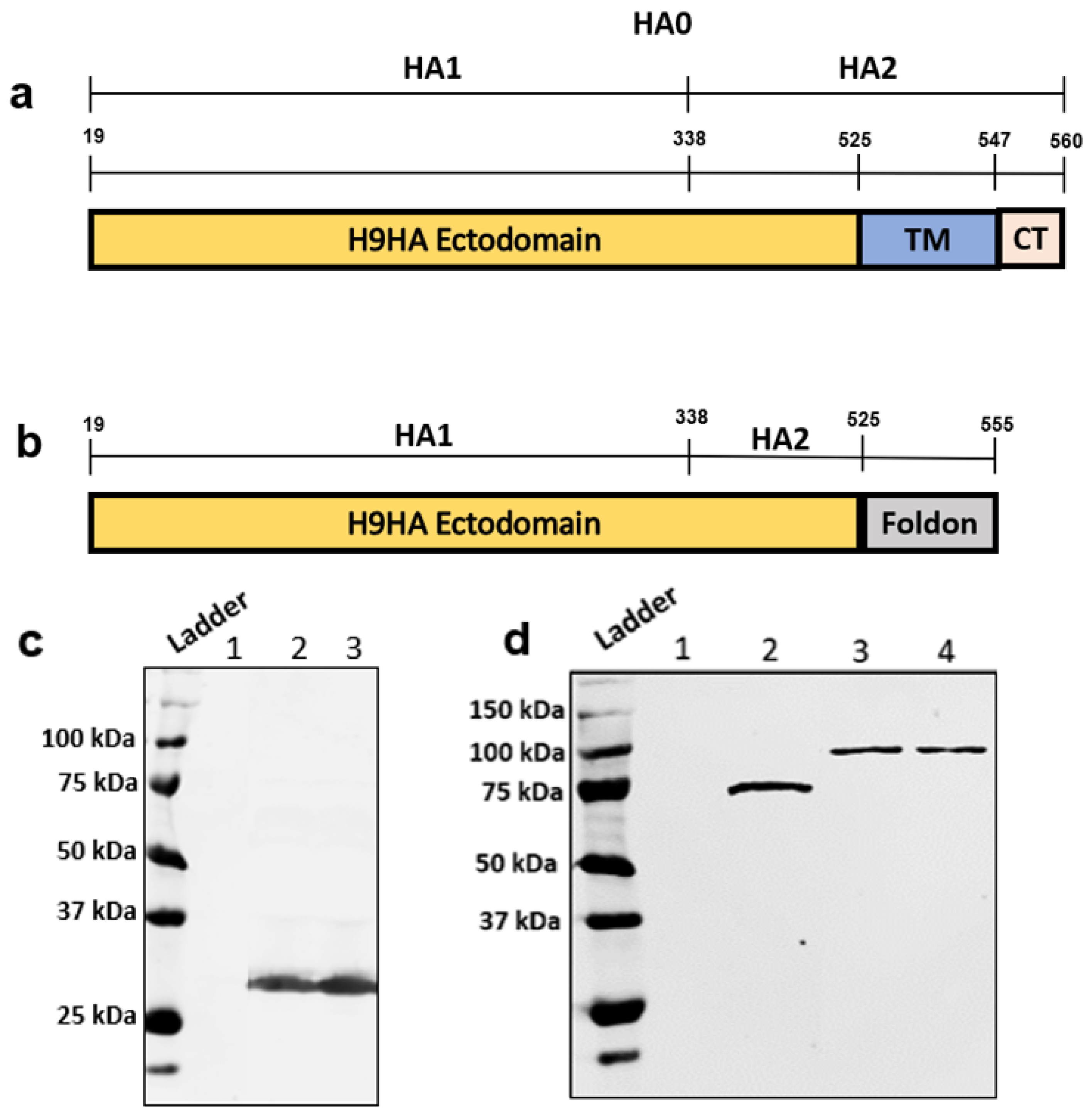 Vaccines 09 00784 g001