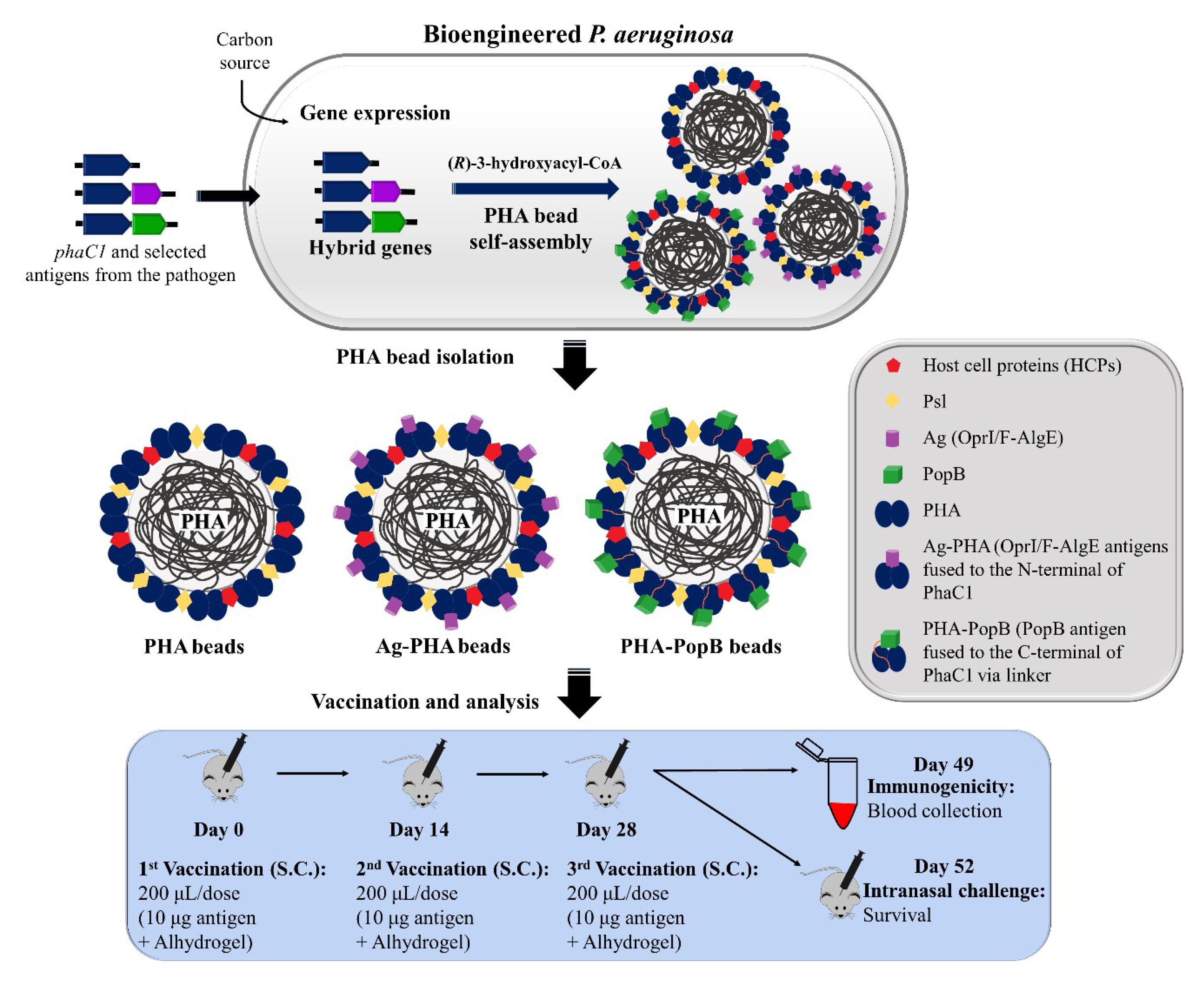 Vaccines 09 00803 g001 550