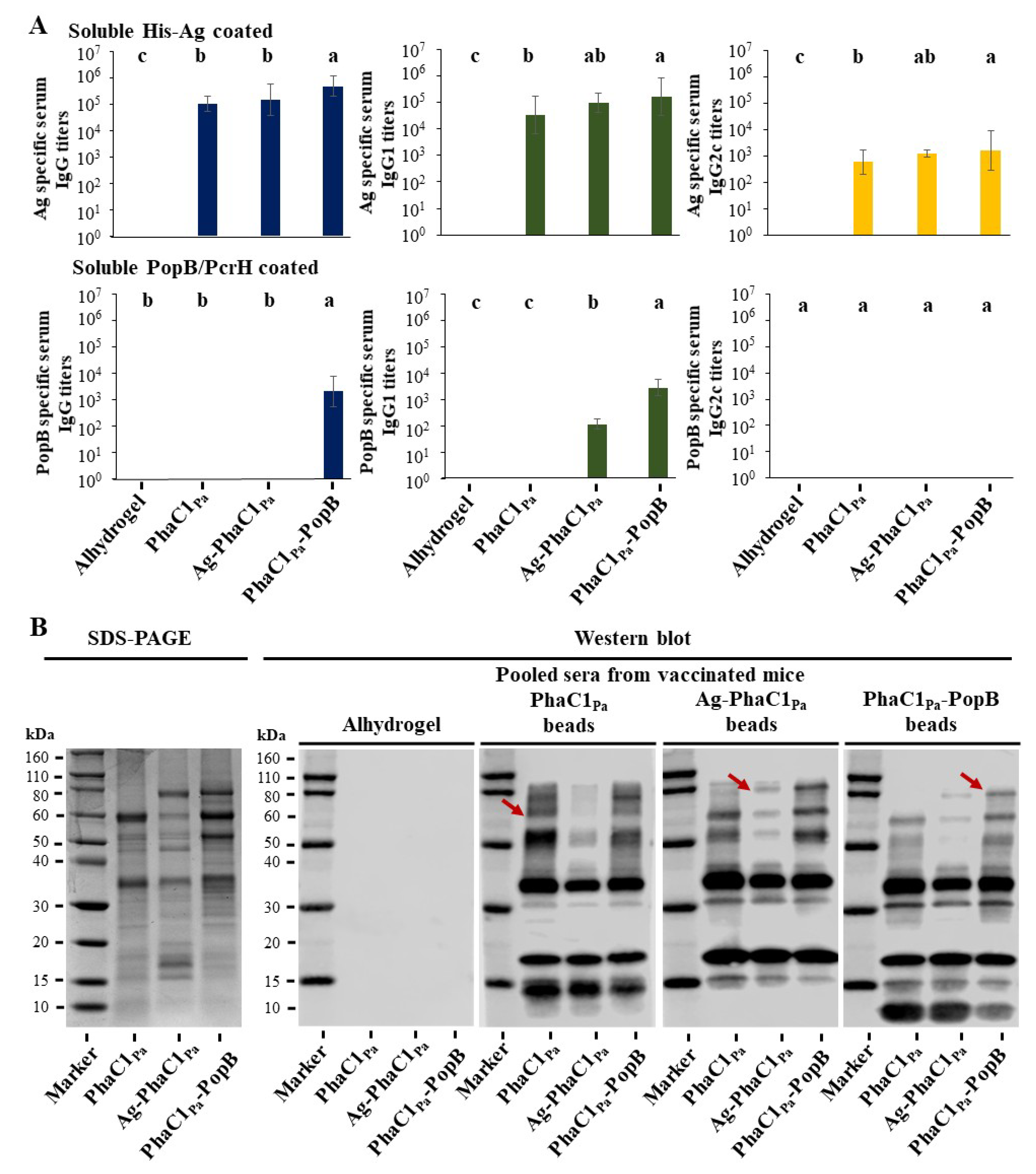 Vaccines 09 00803 g004 550
