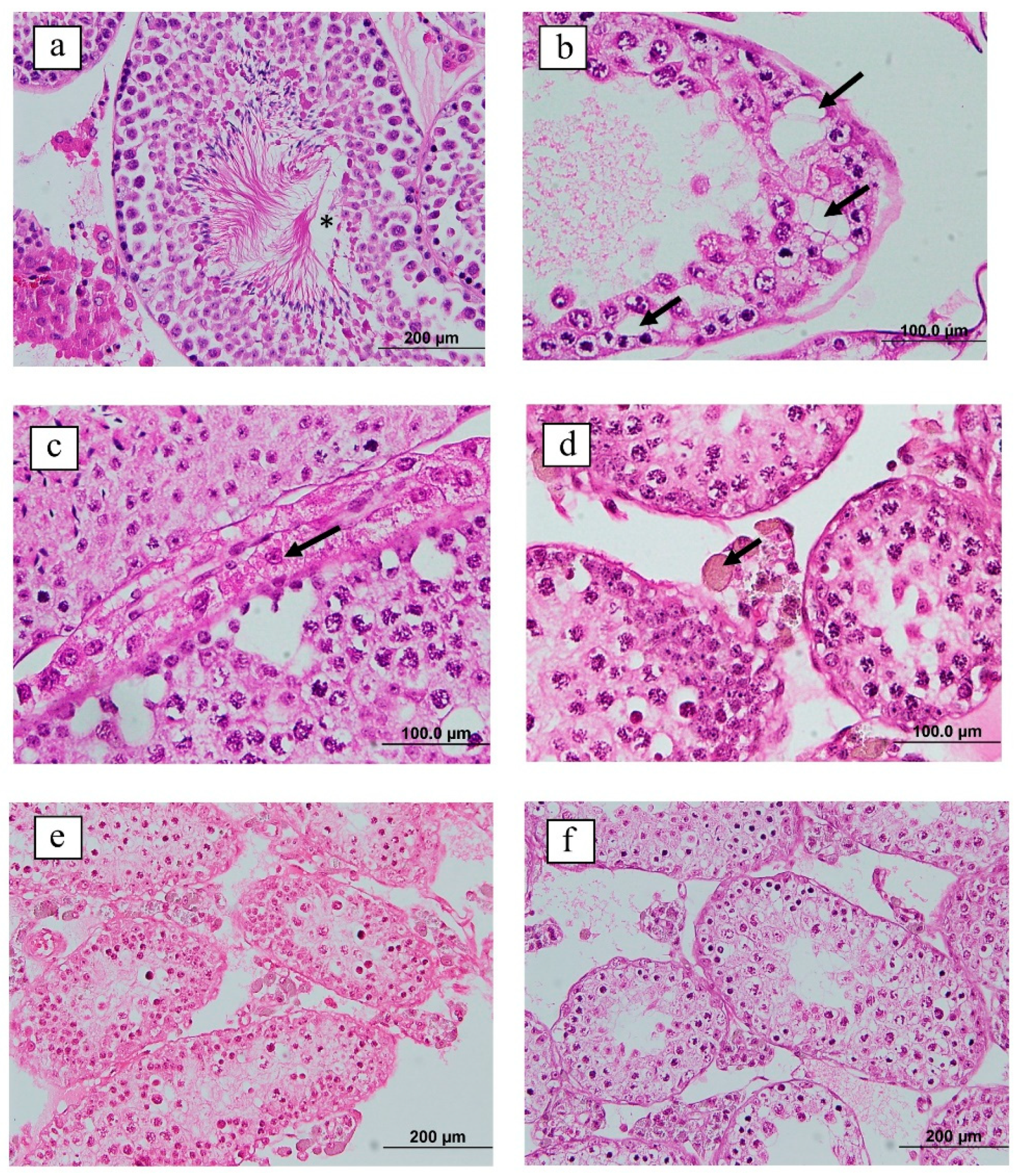 Vaccines 09 00808 g004 550