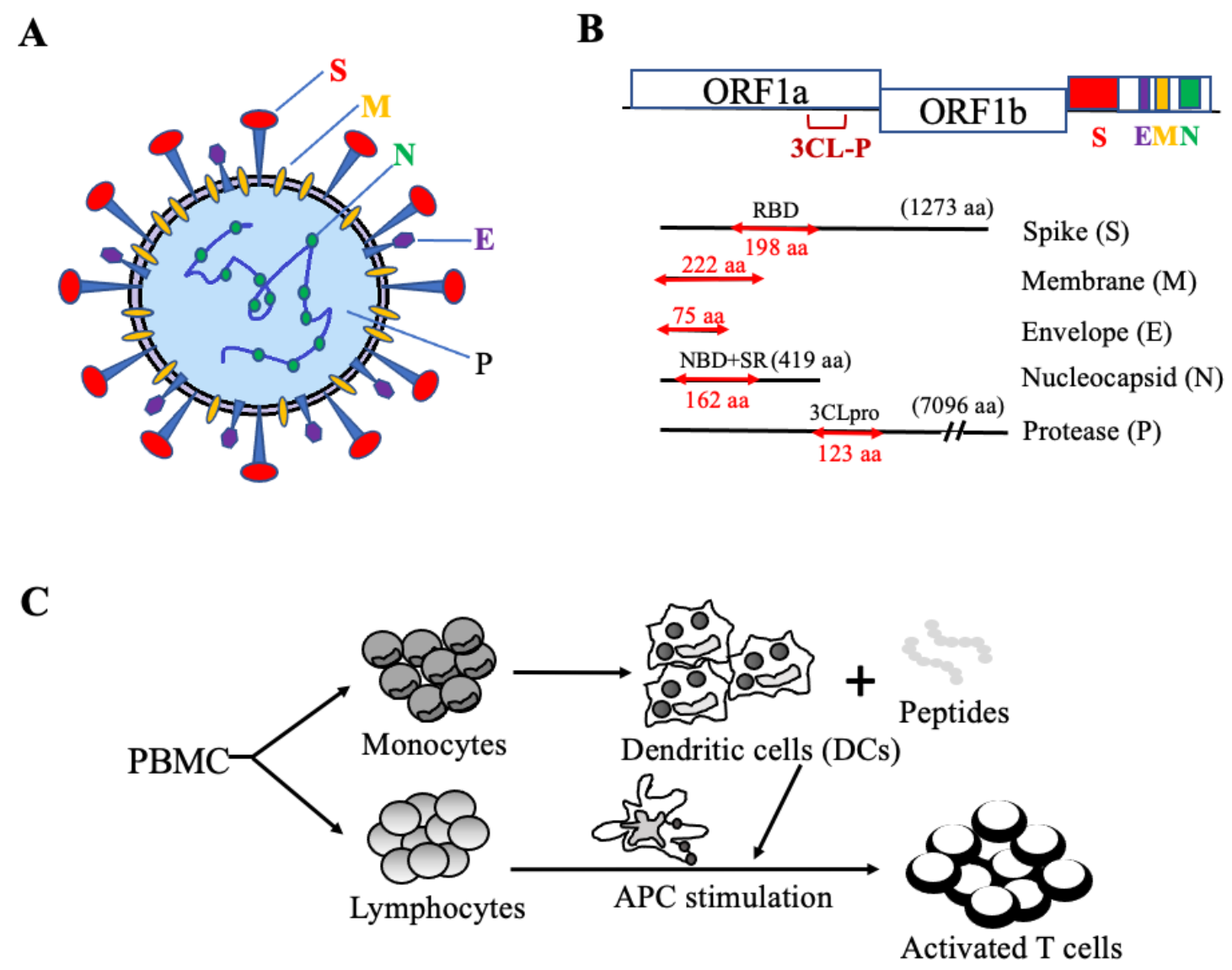 Vaccines 09 00827 g001 550